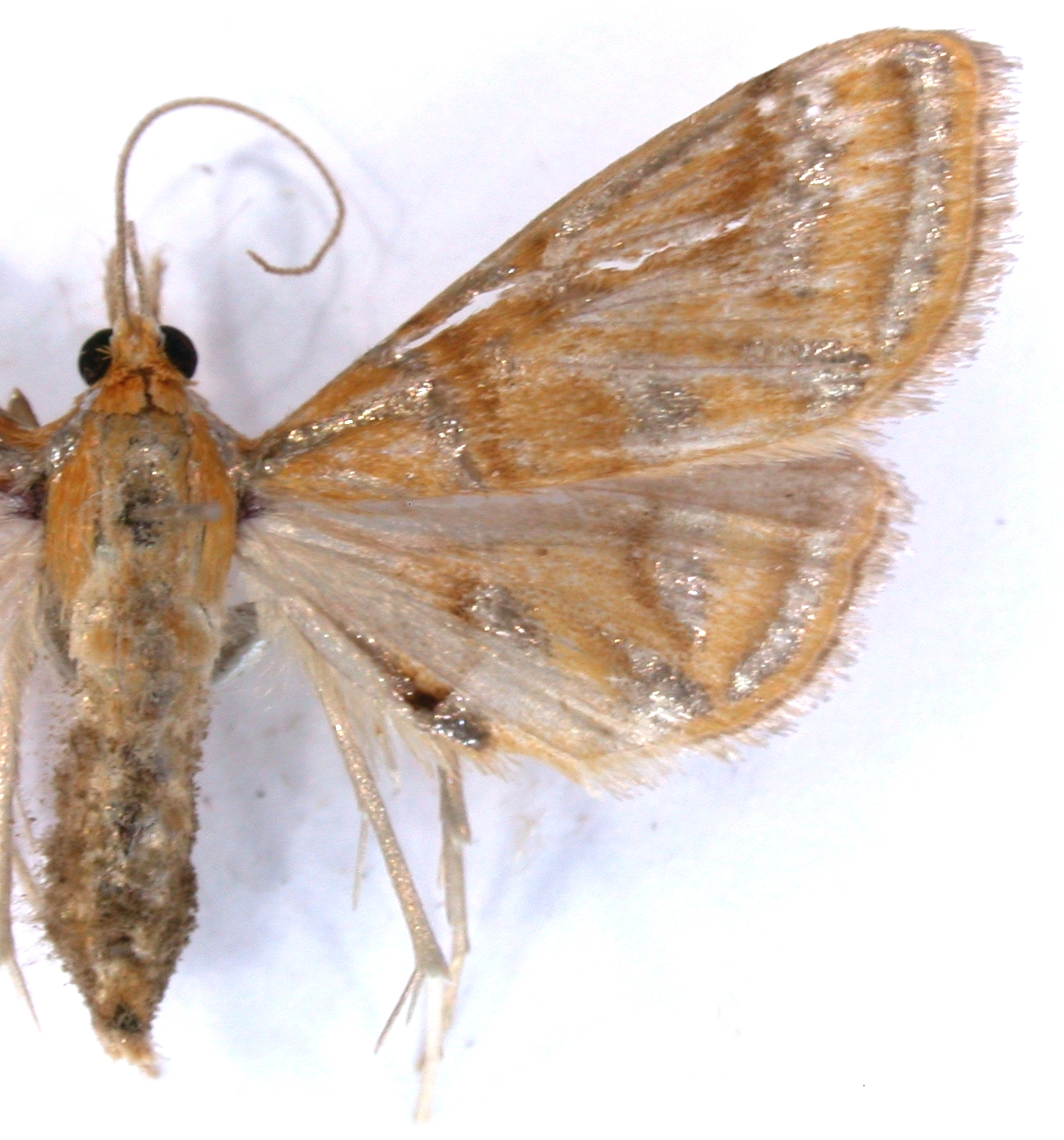 Daulia sp. 1