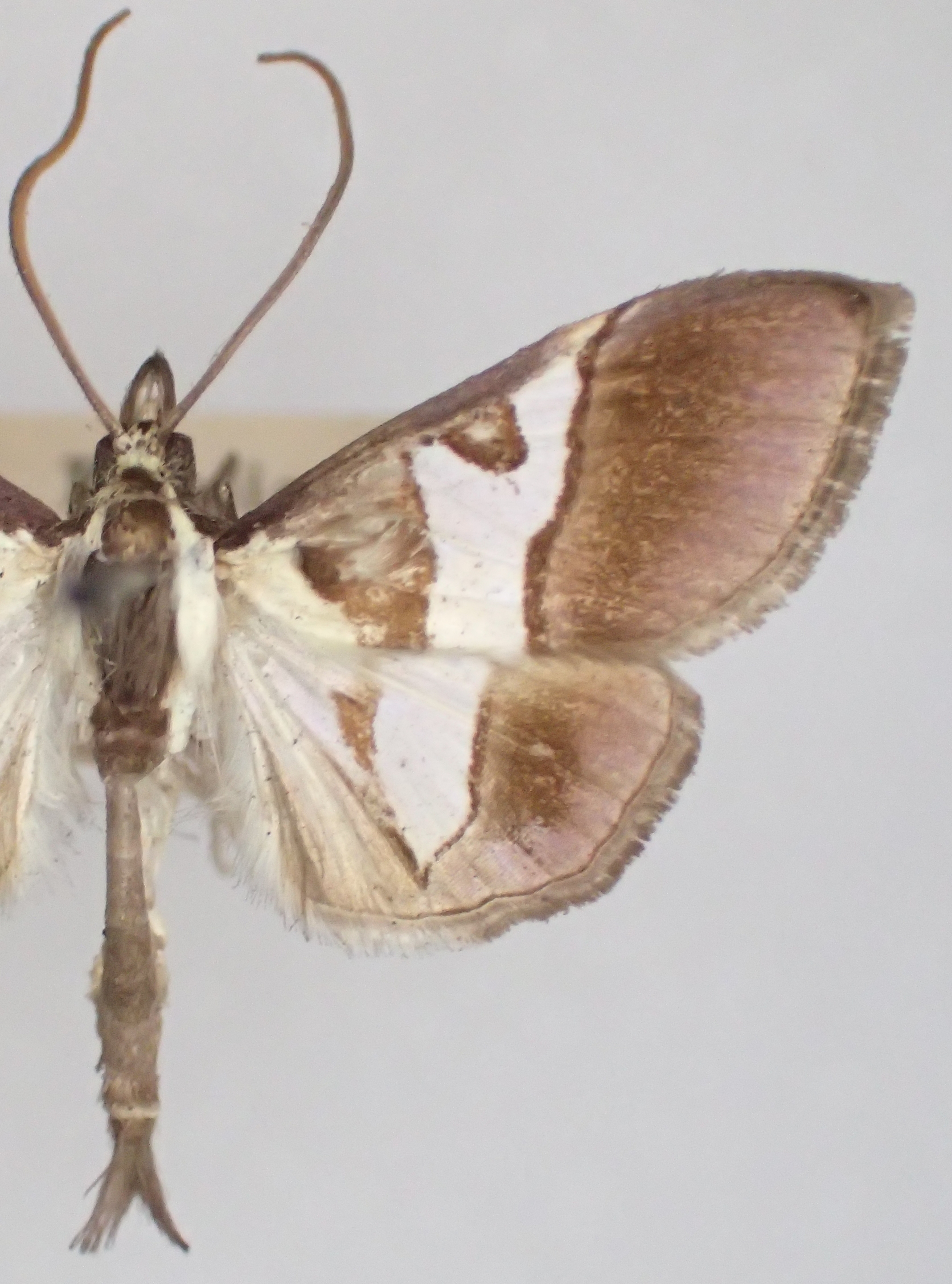 Dausara latiterminalis Yoshiyasu