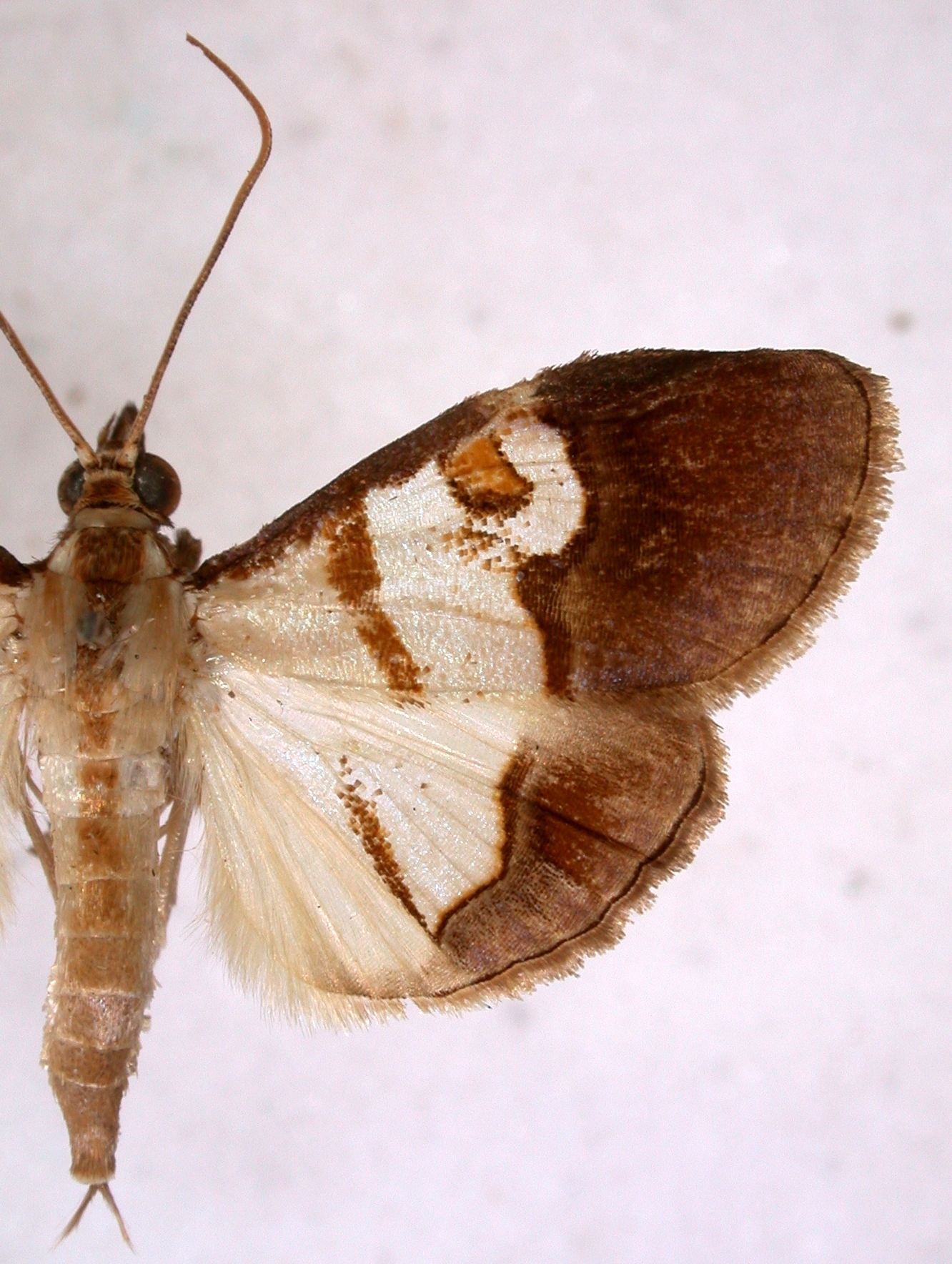 Dausara sp. 1