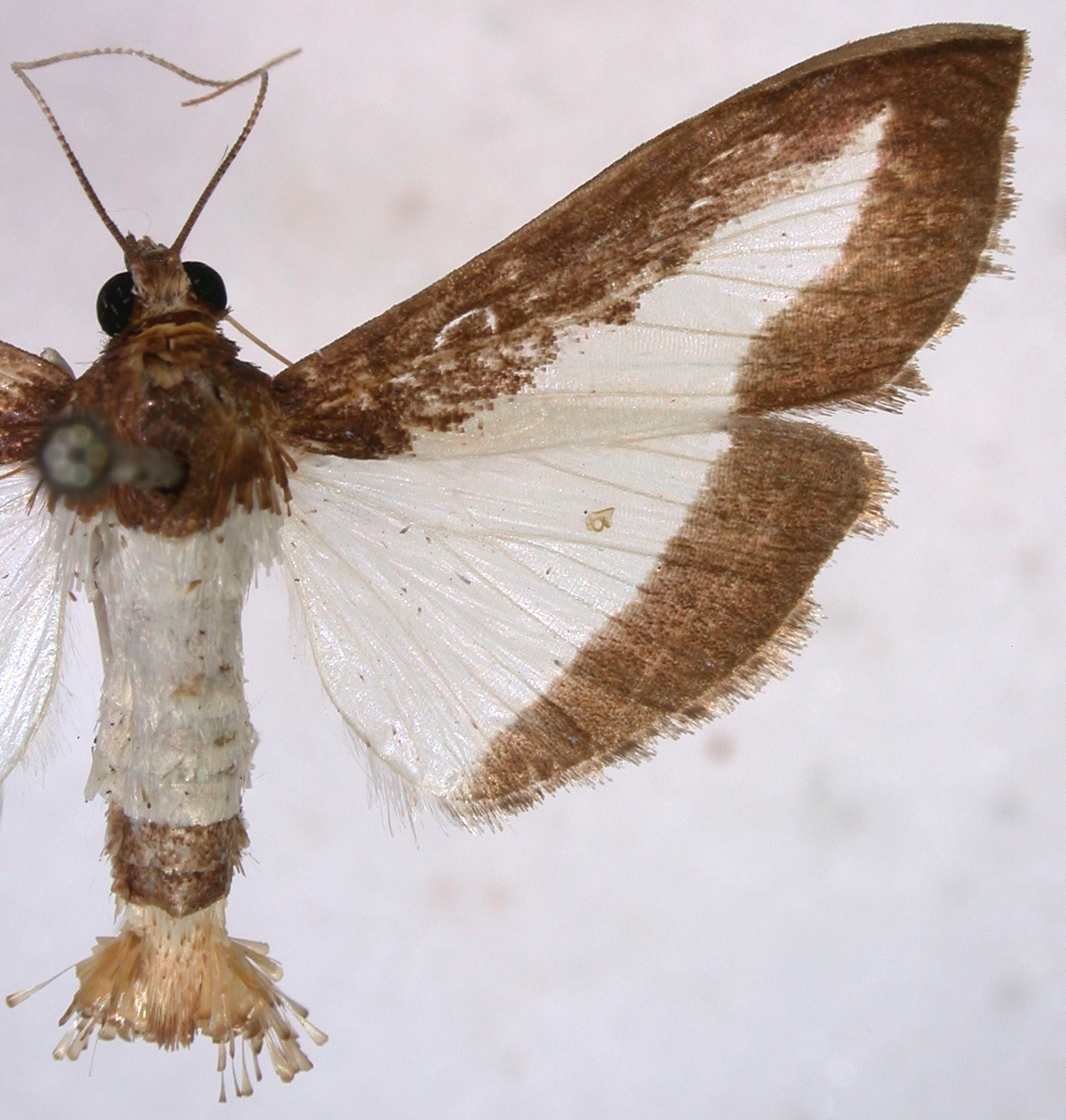Diaphania indica Saunders
