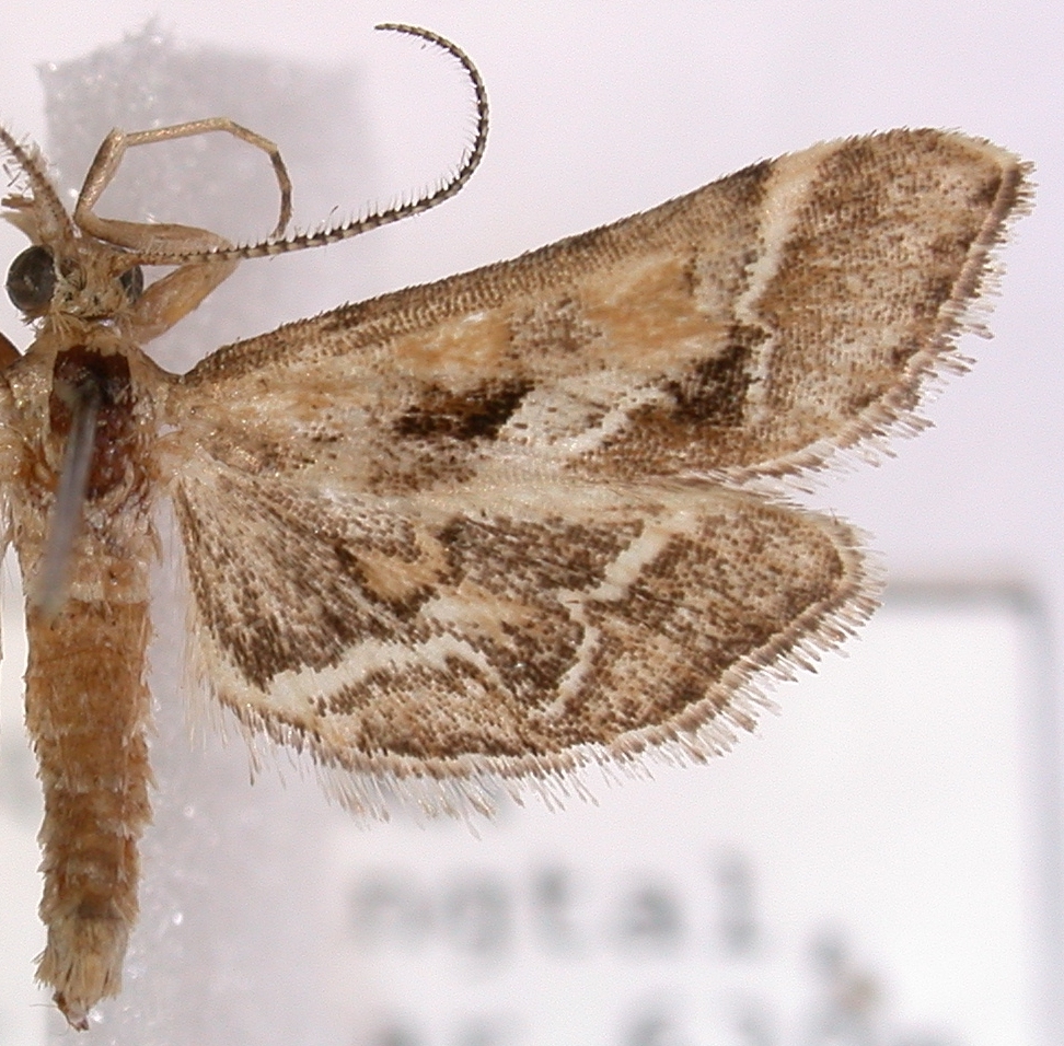 Diasemia accalis Walker