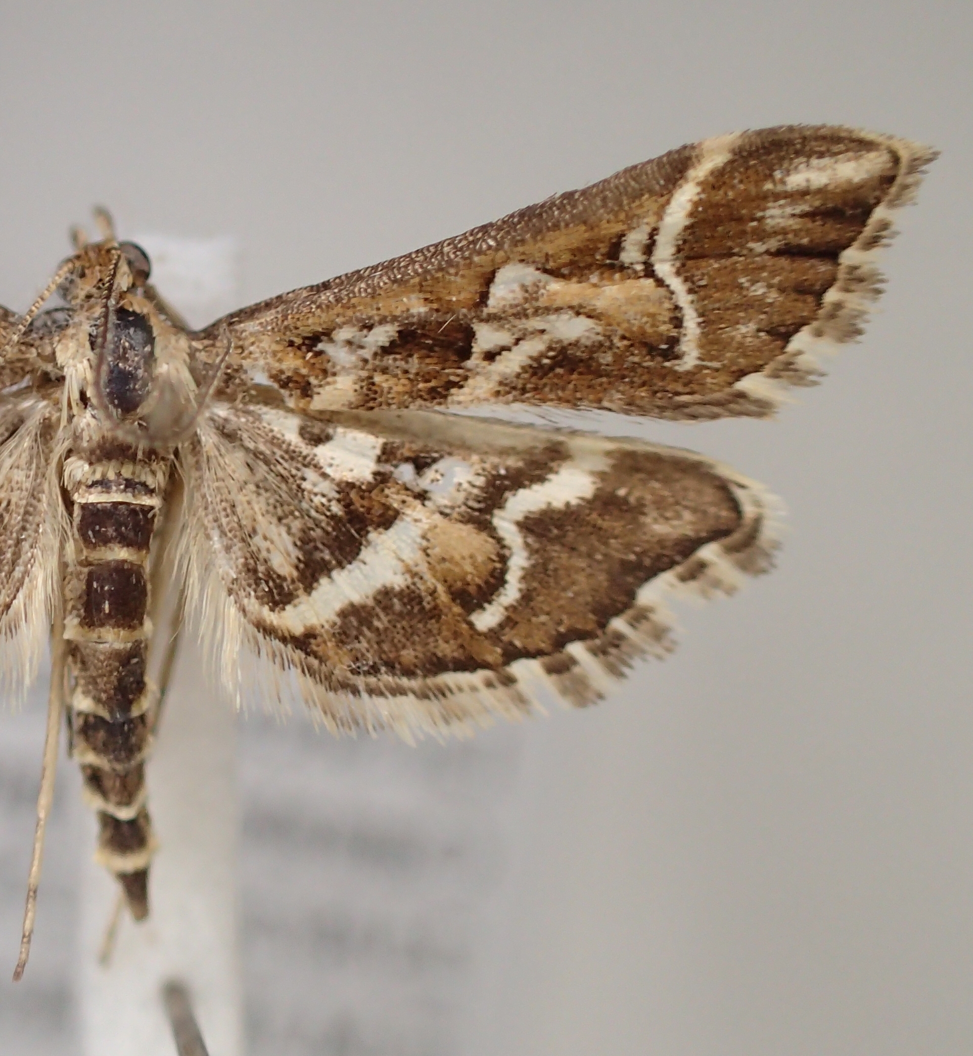 Diasemia reticularis Linnaeus