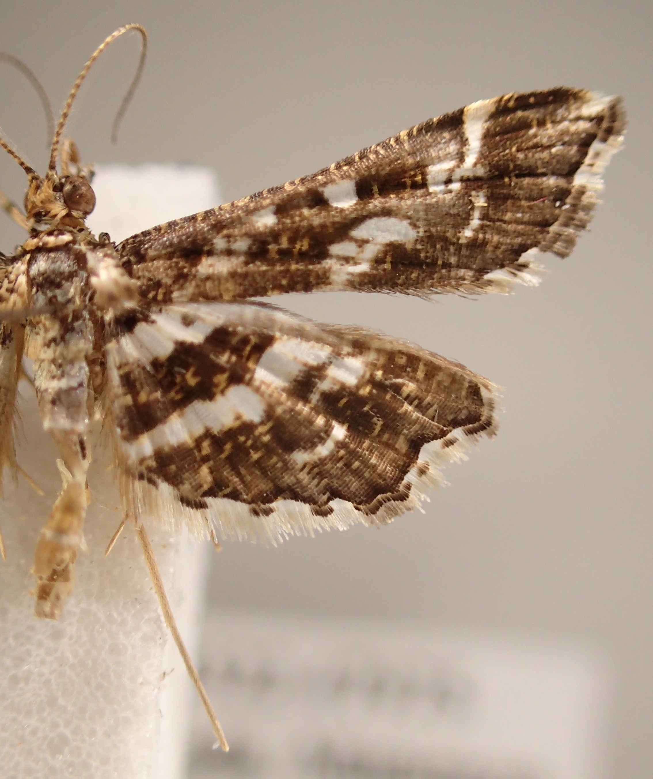Diasemiopsis ramburialis Duponchel