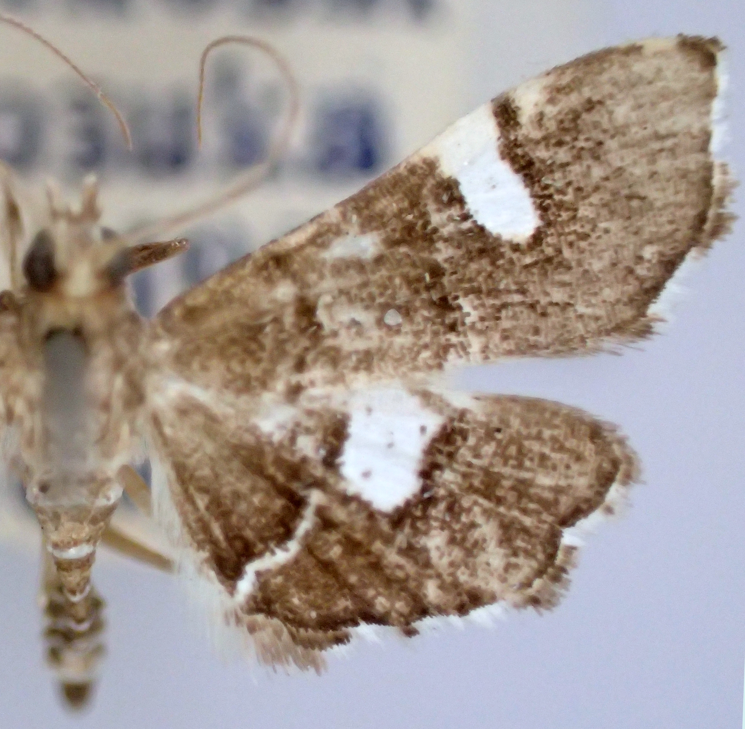 Diathrausta brevifascialis Wileman