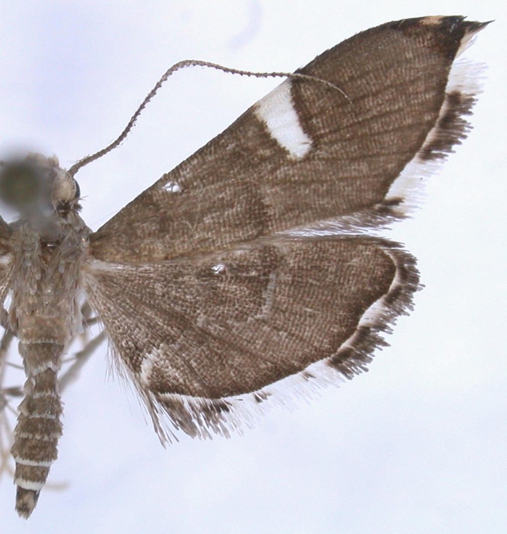 Diathrausta profundalis Lederer