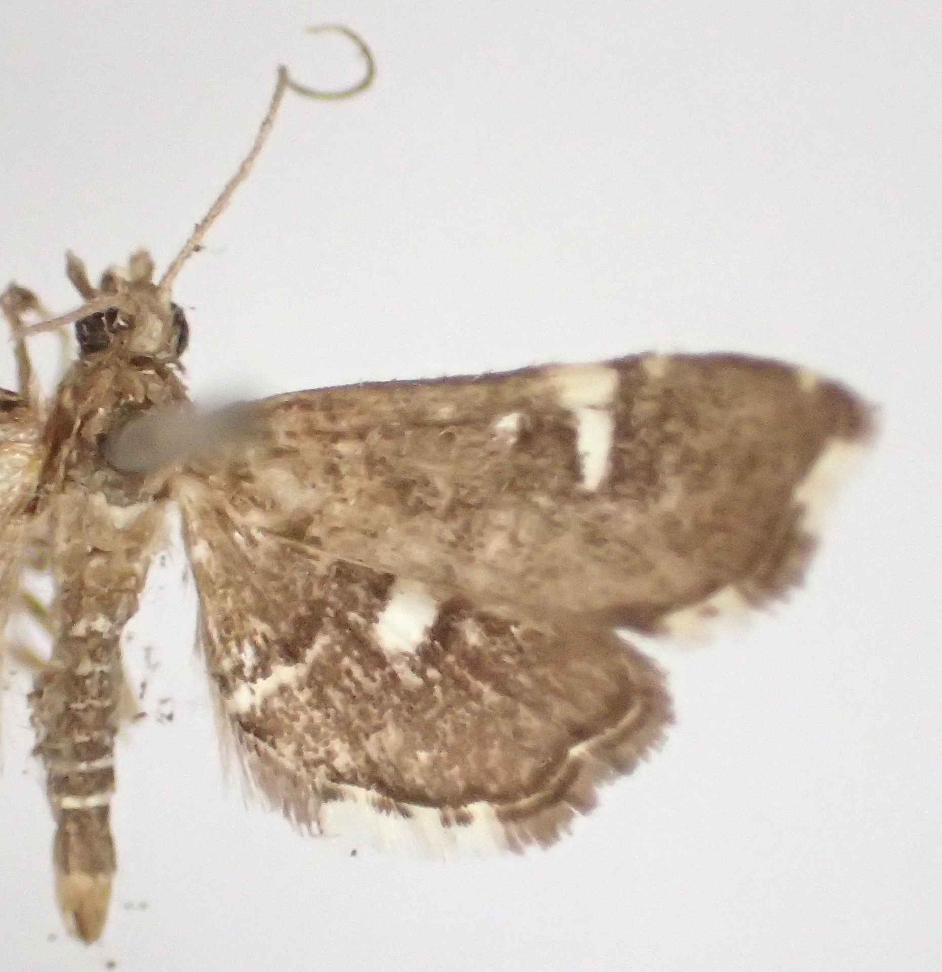 Diathrausta sp. 1