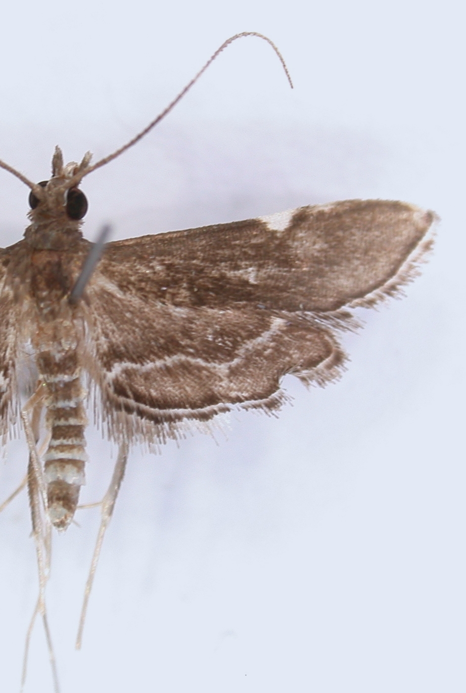 Diathrausta sp. 2