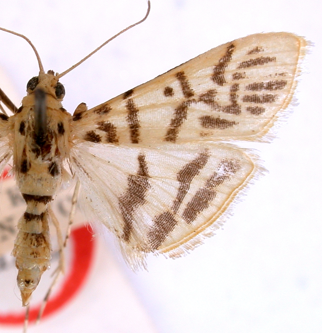 Dichocrocis actinialis Hampson