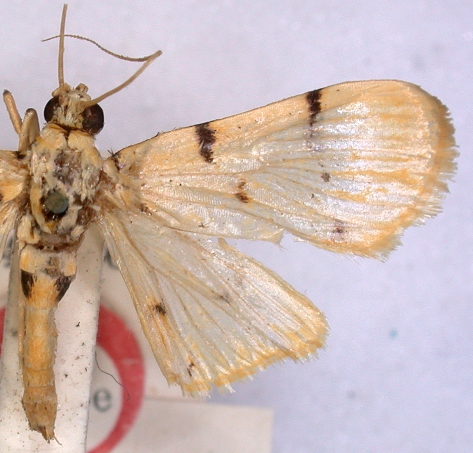 Dichocrocis atrisectalis Hampson