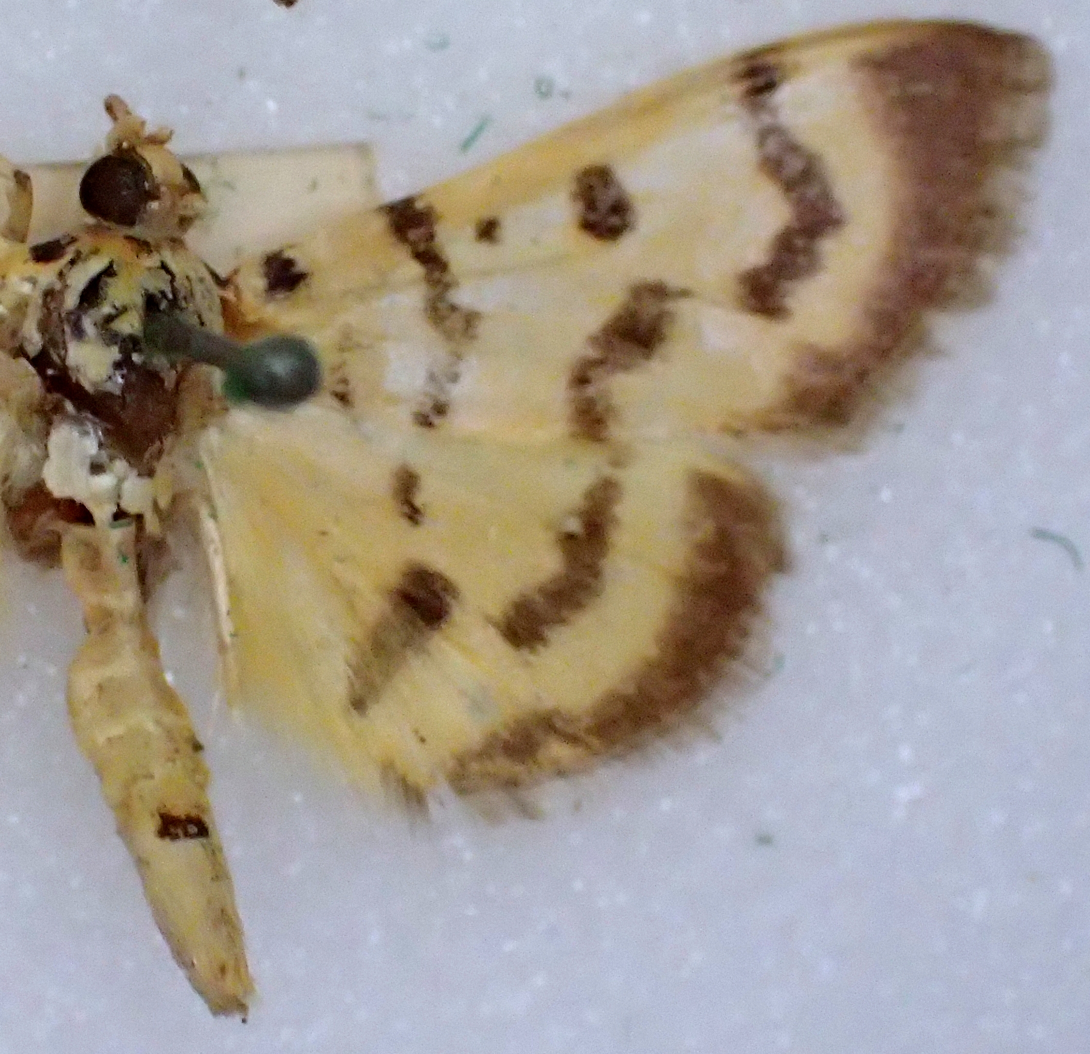 Dichocrocis bilinealis Hampson