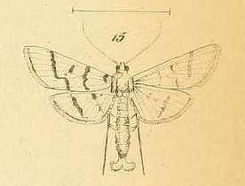 Dichocrocis frenatalis Lederer