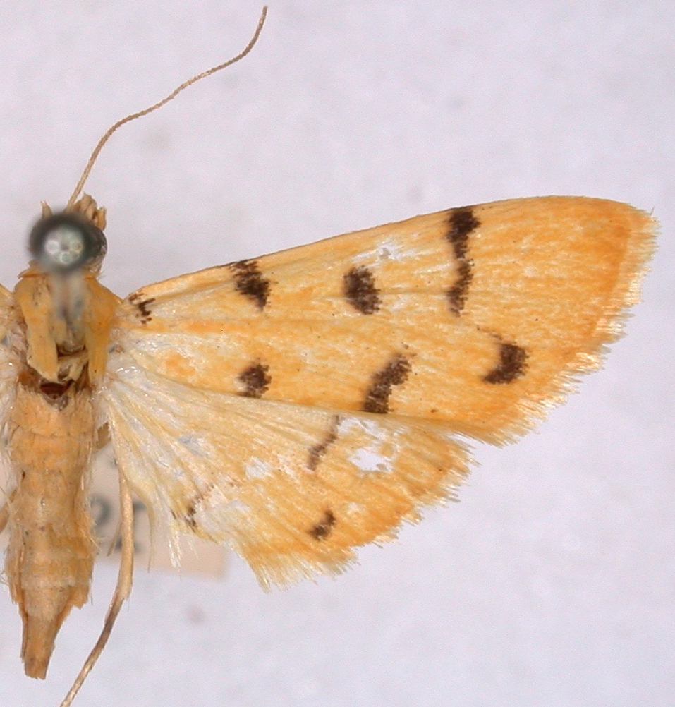 Dichocrocis sp. 2