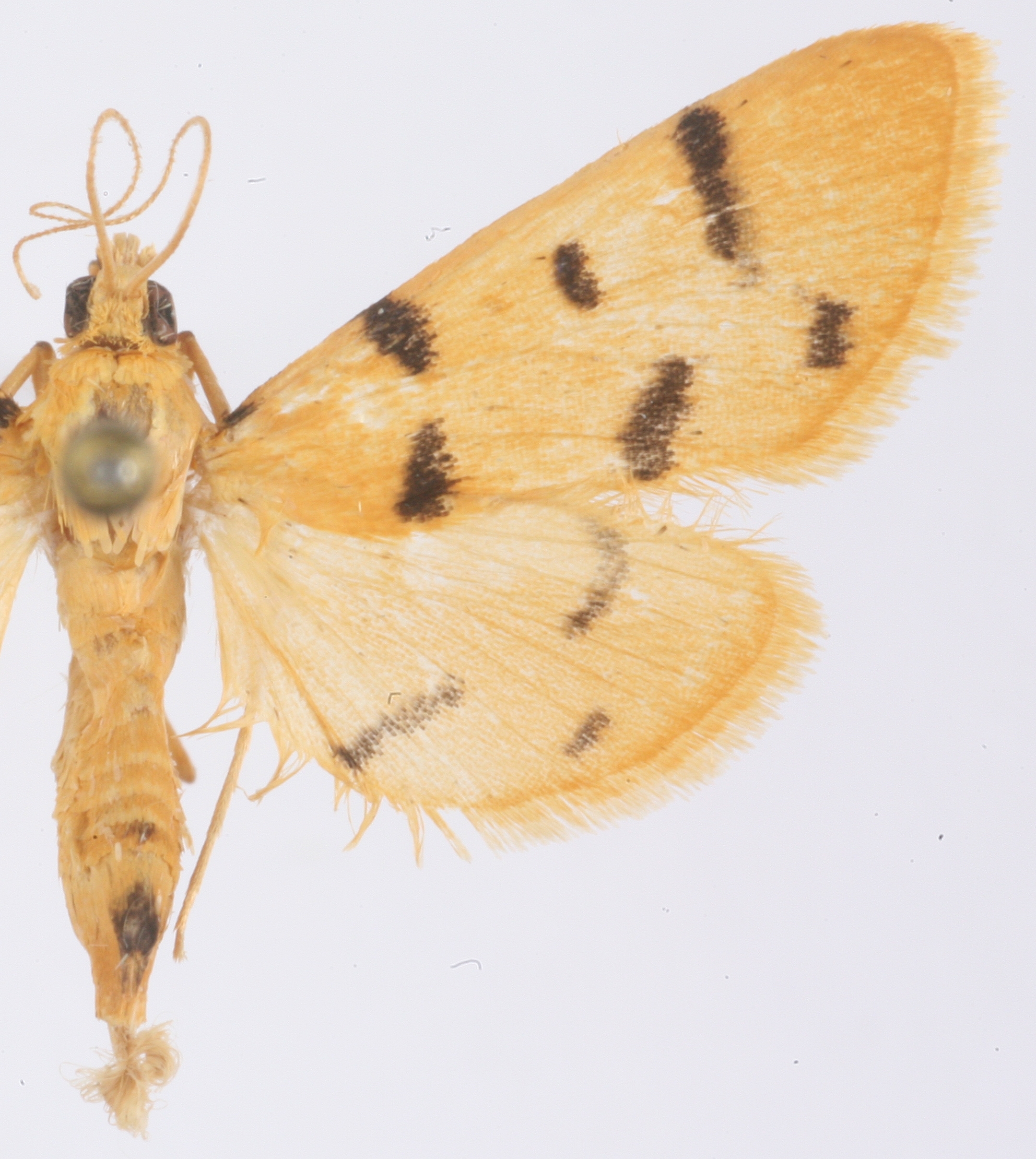 Dichocrocis sp. 1
