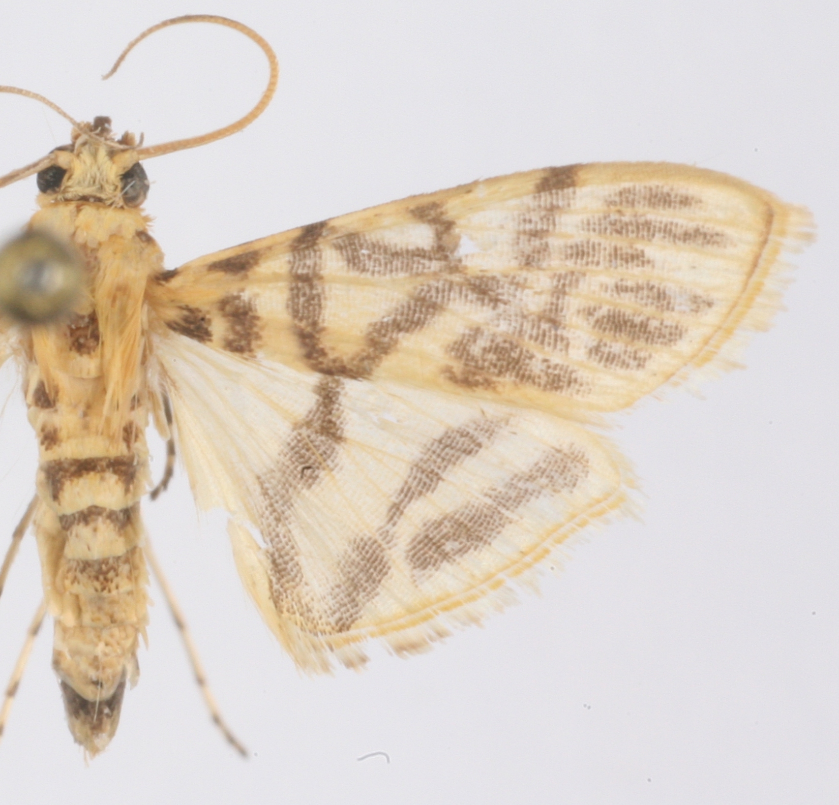 Dichocrocis sp. 10.