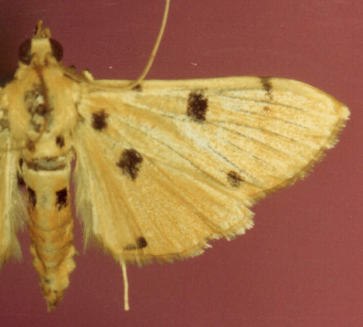 Dichocrocis sp. 11