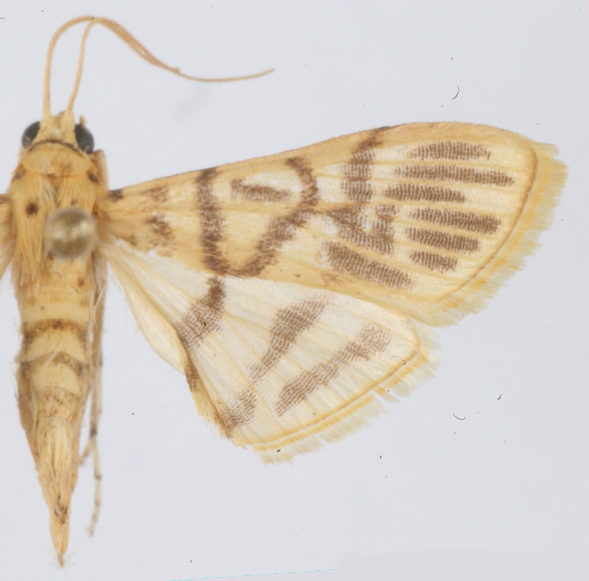 Dichocrocis sp. 12