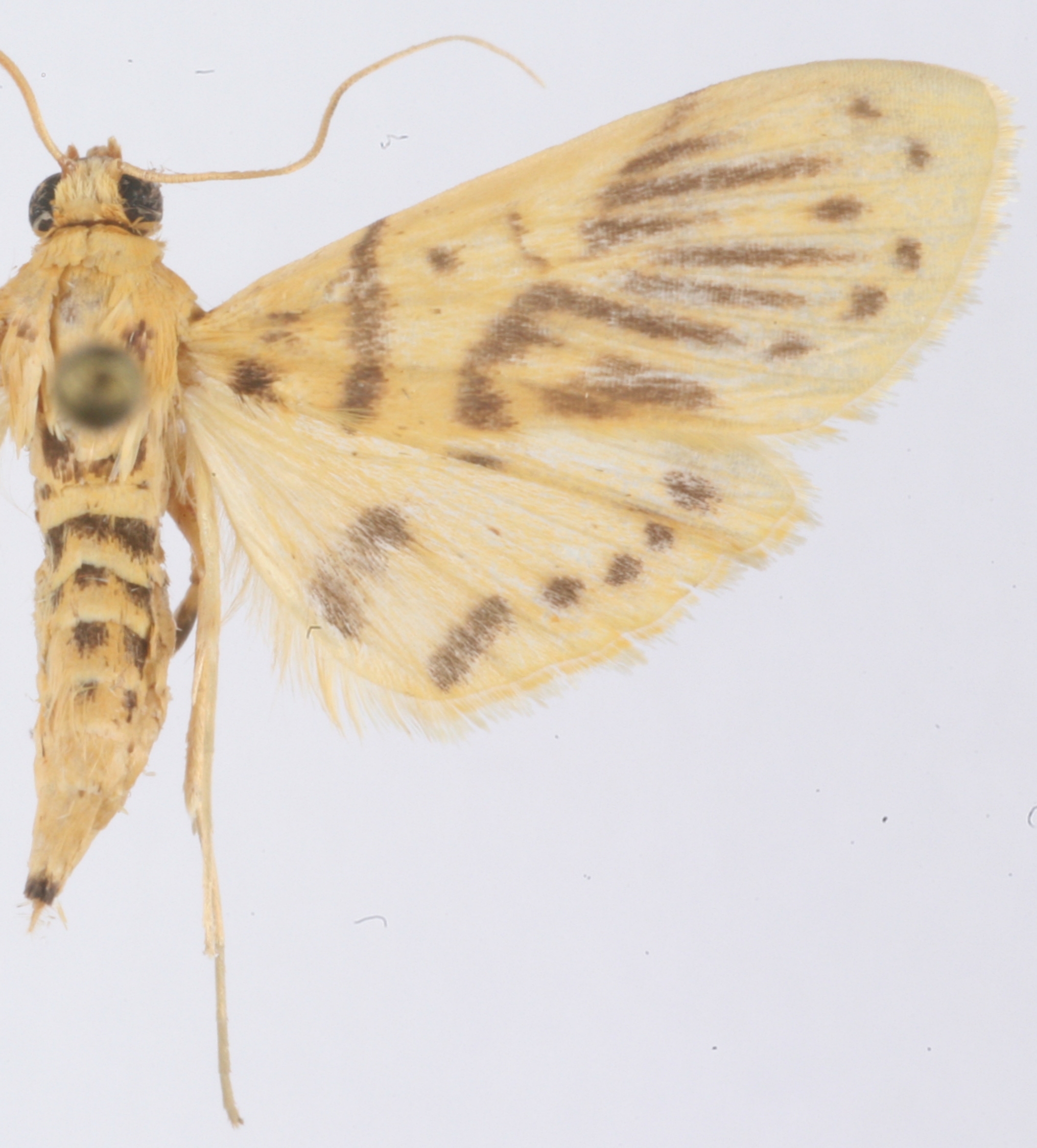 Dichocrocis sp. 13