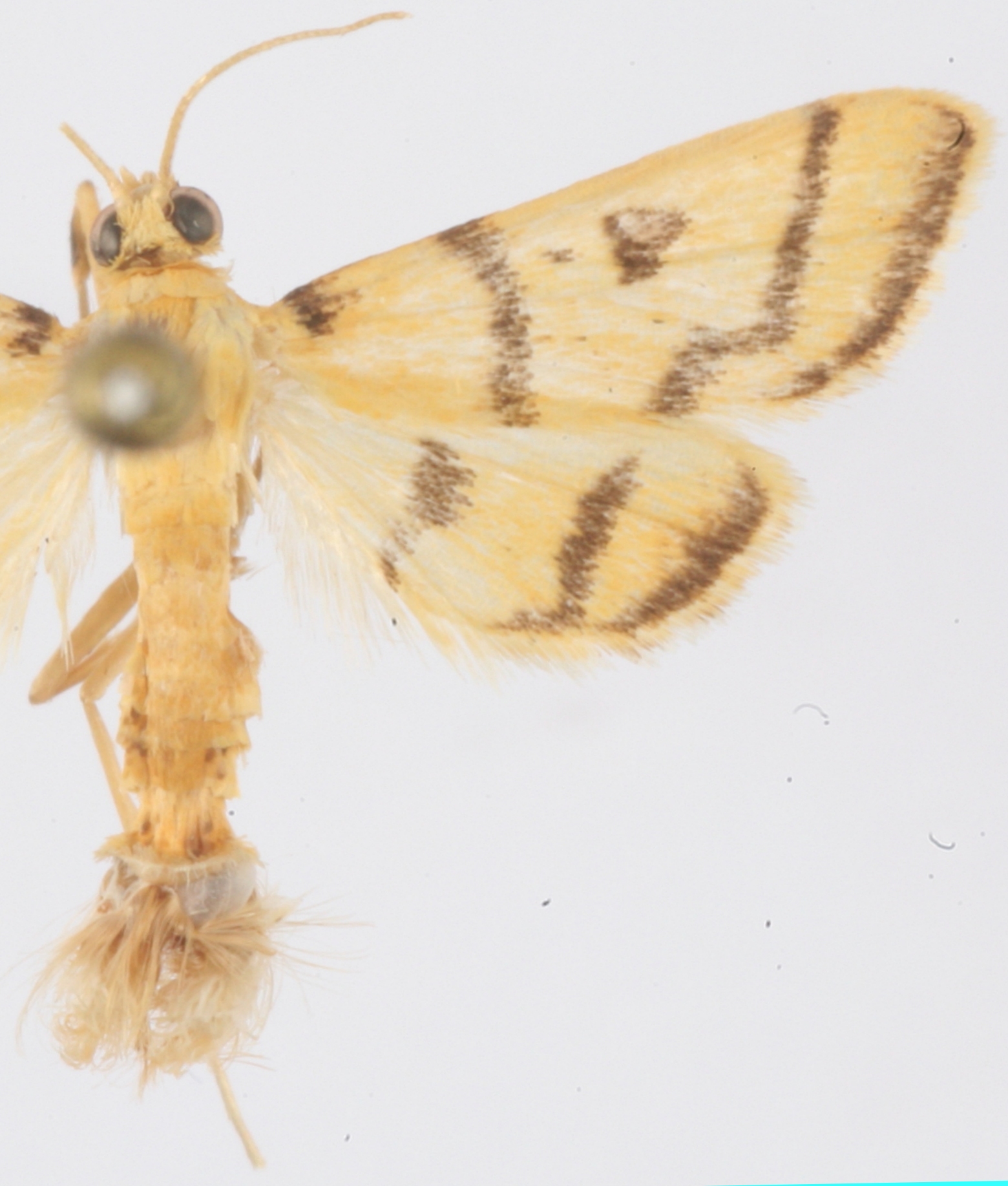 Dichocrocis sp. 14