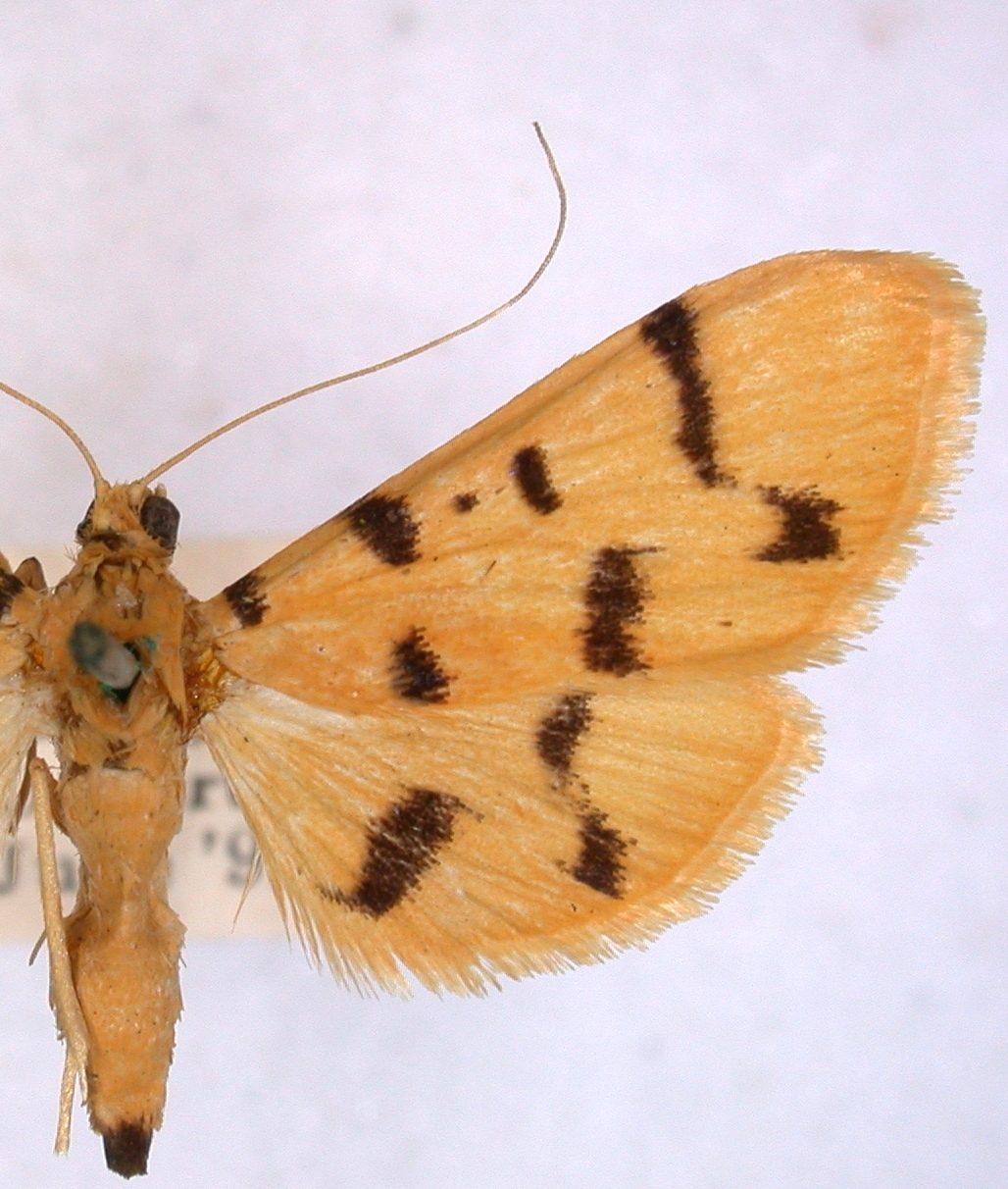 Dichocrocis sp. 15