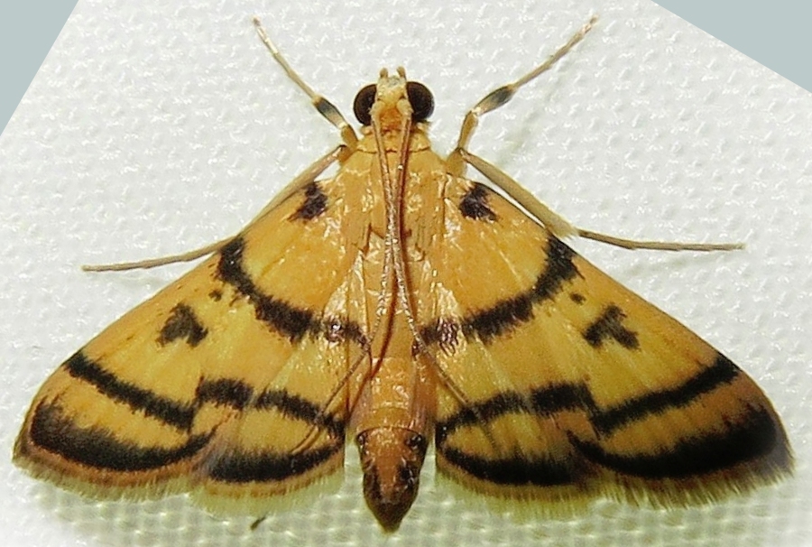 Dichocrocis sp. 16