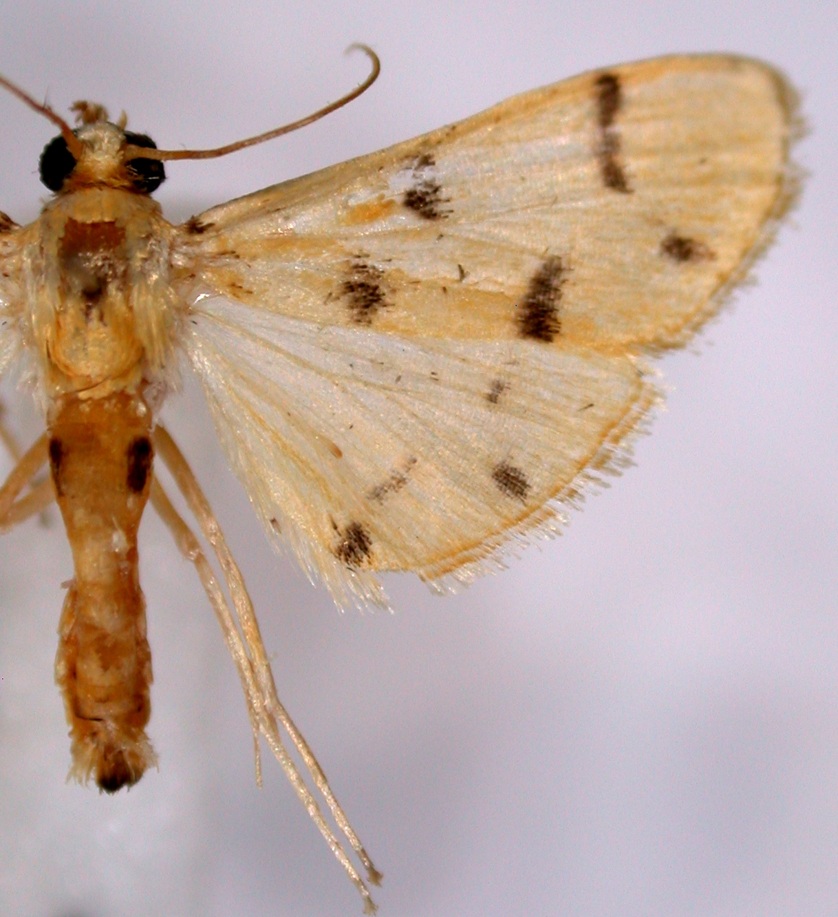 Dichocrocis sp. 17