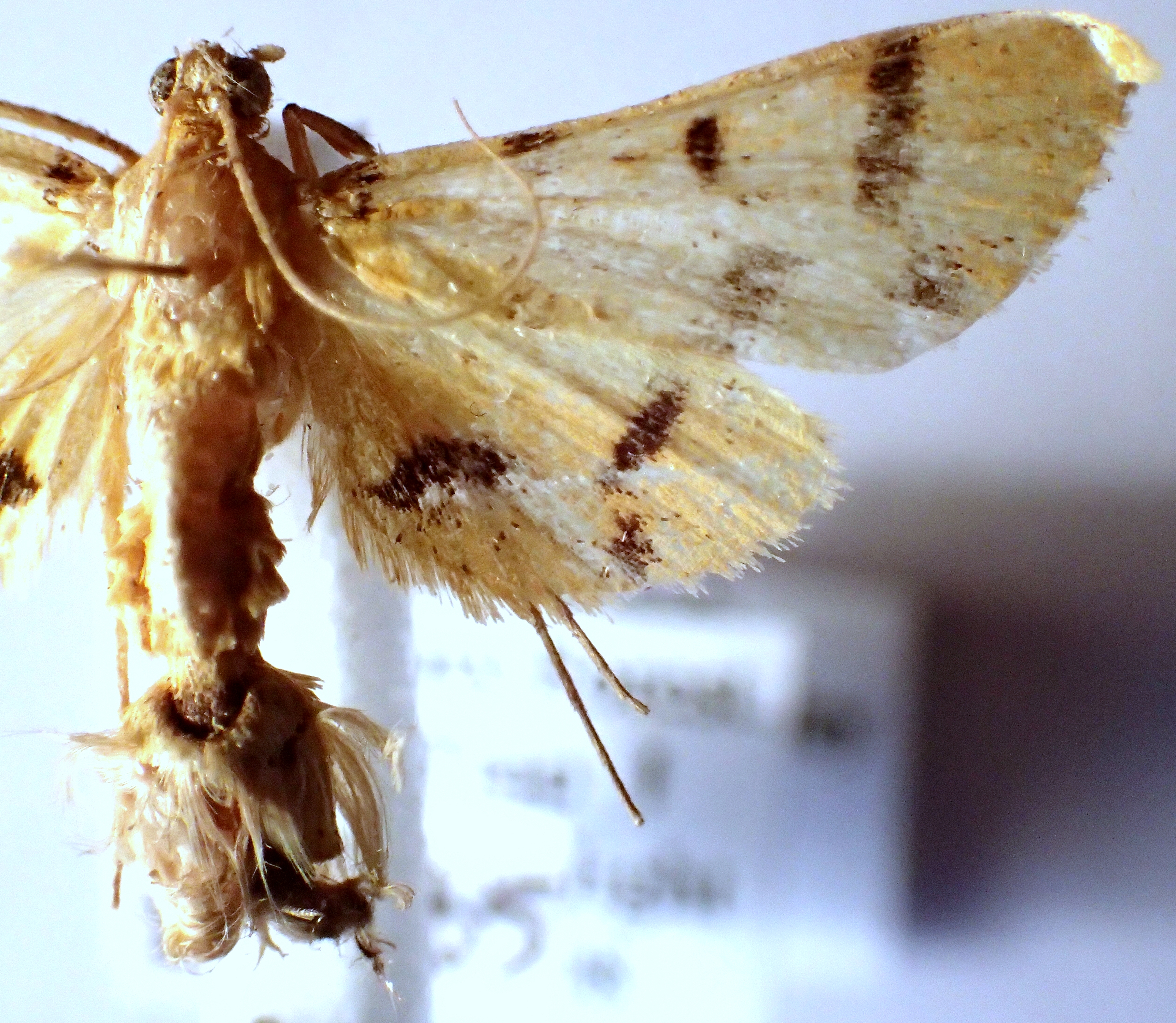 Dichocrocis sp. 18