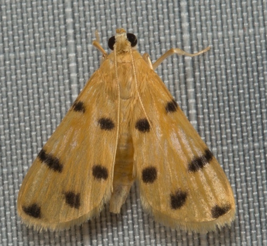 "Dichocrocis" sp. 19