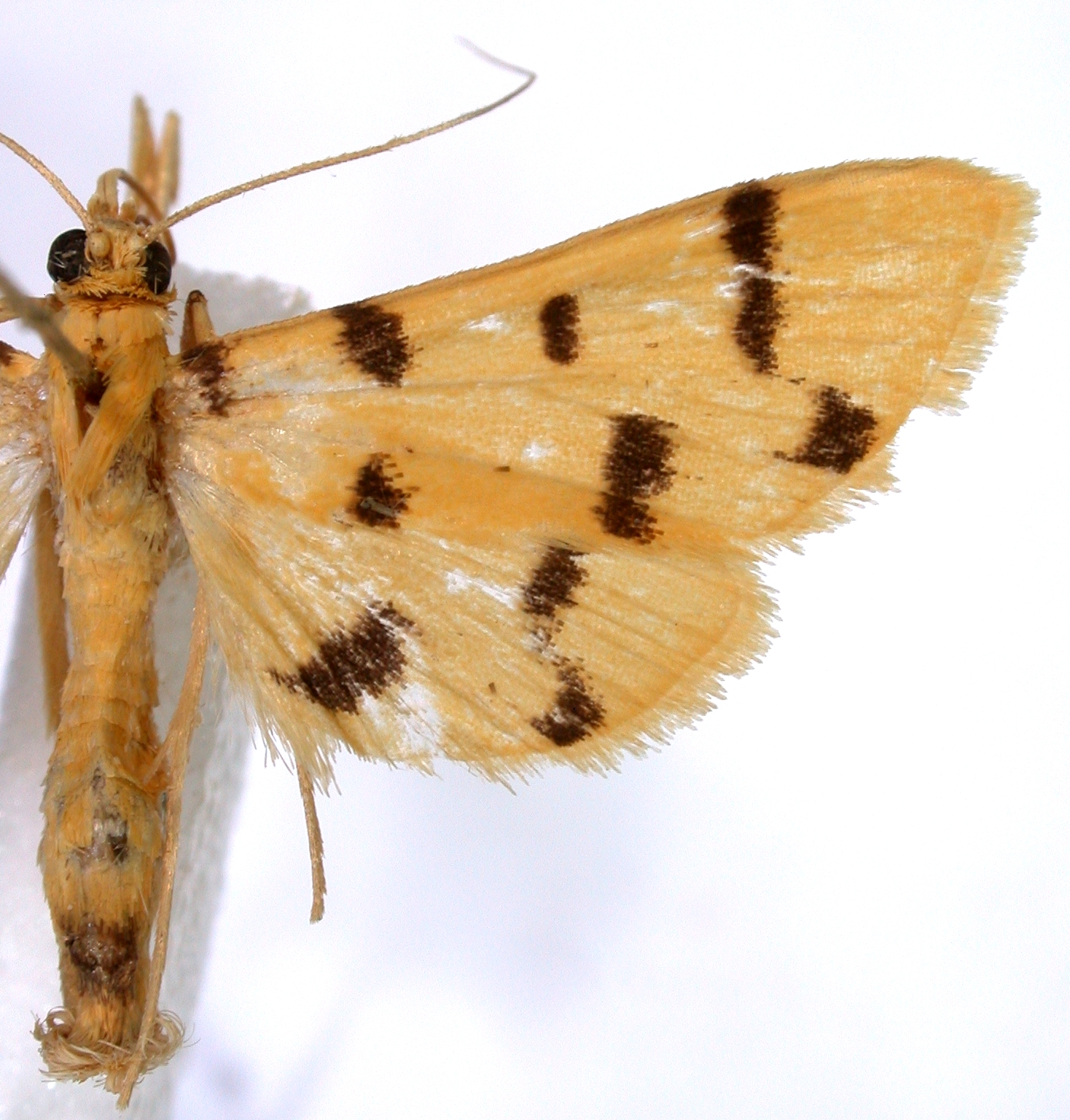 Dichocrocis sp. 3