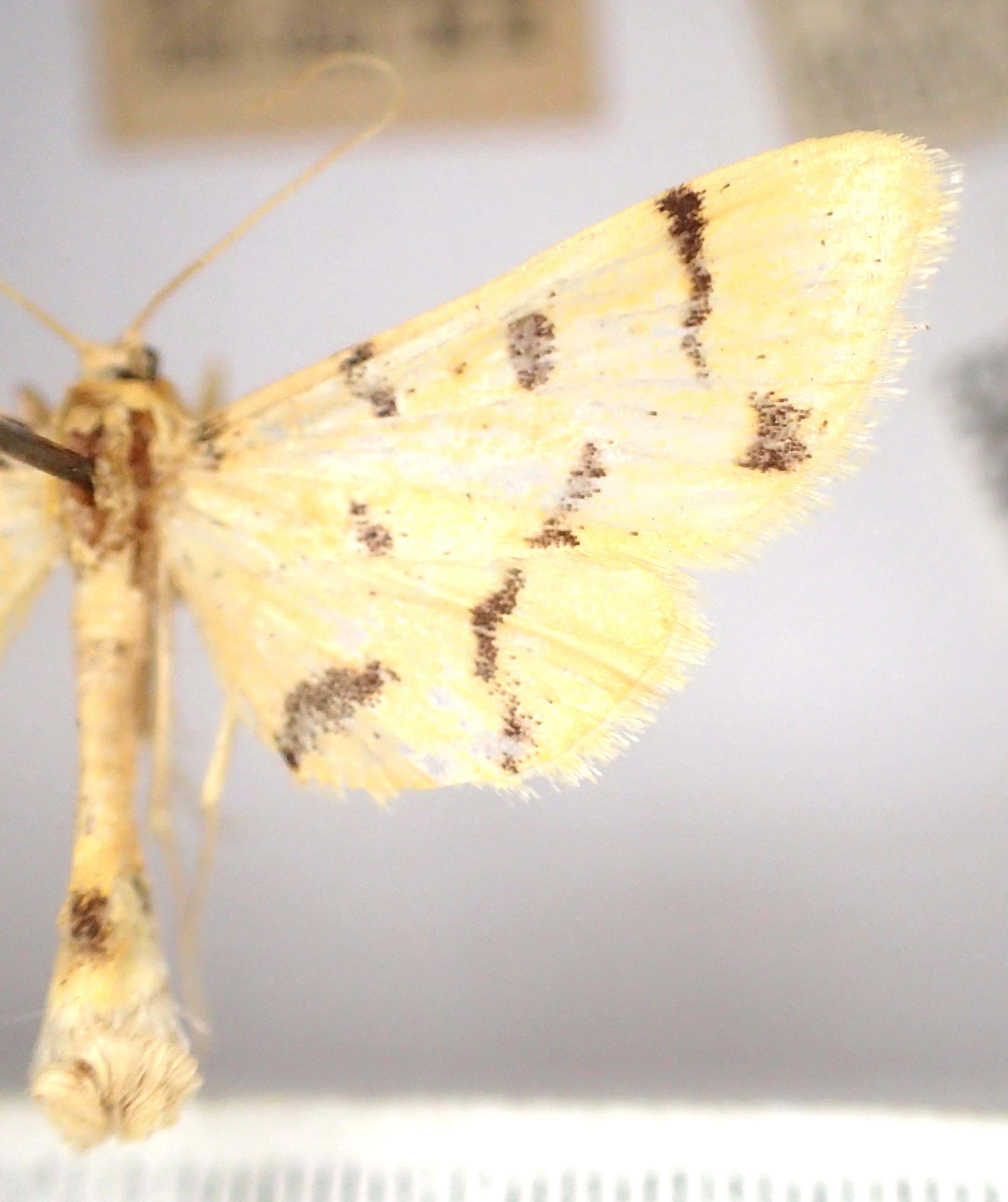 Dichocrocis sp. 4