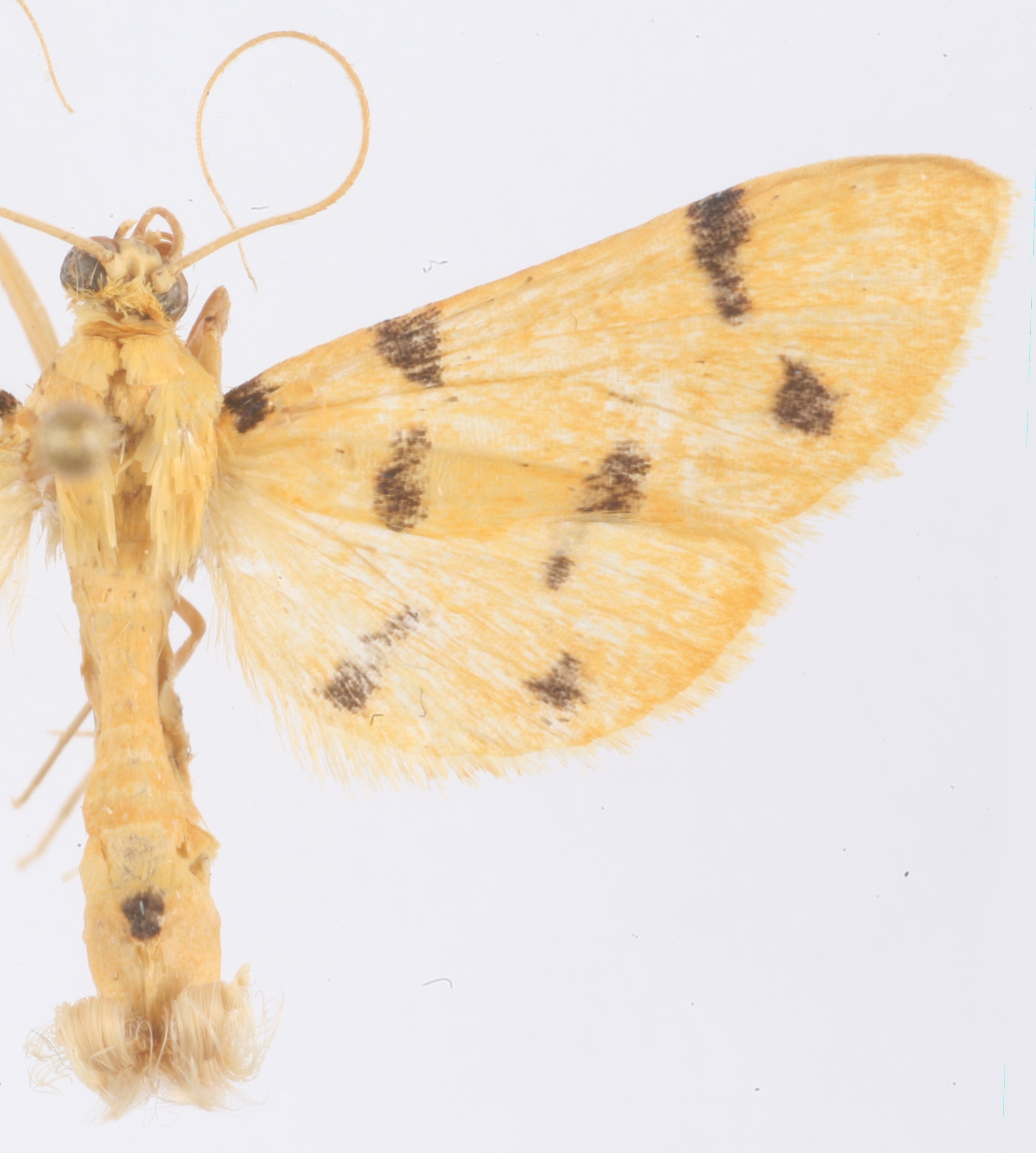 Dichocrocis sp. 5