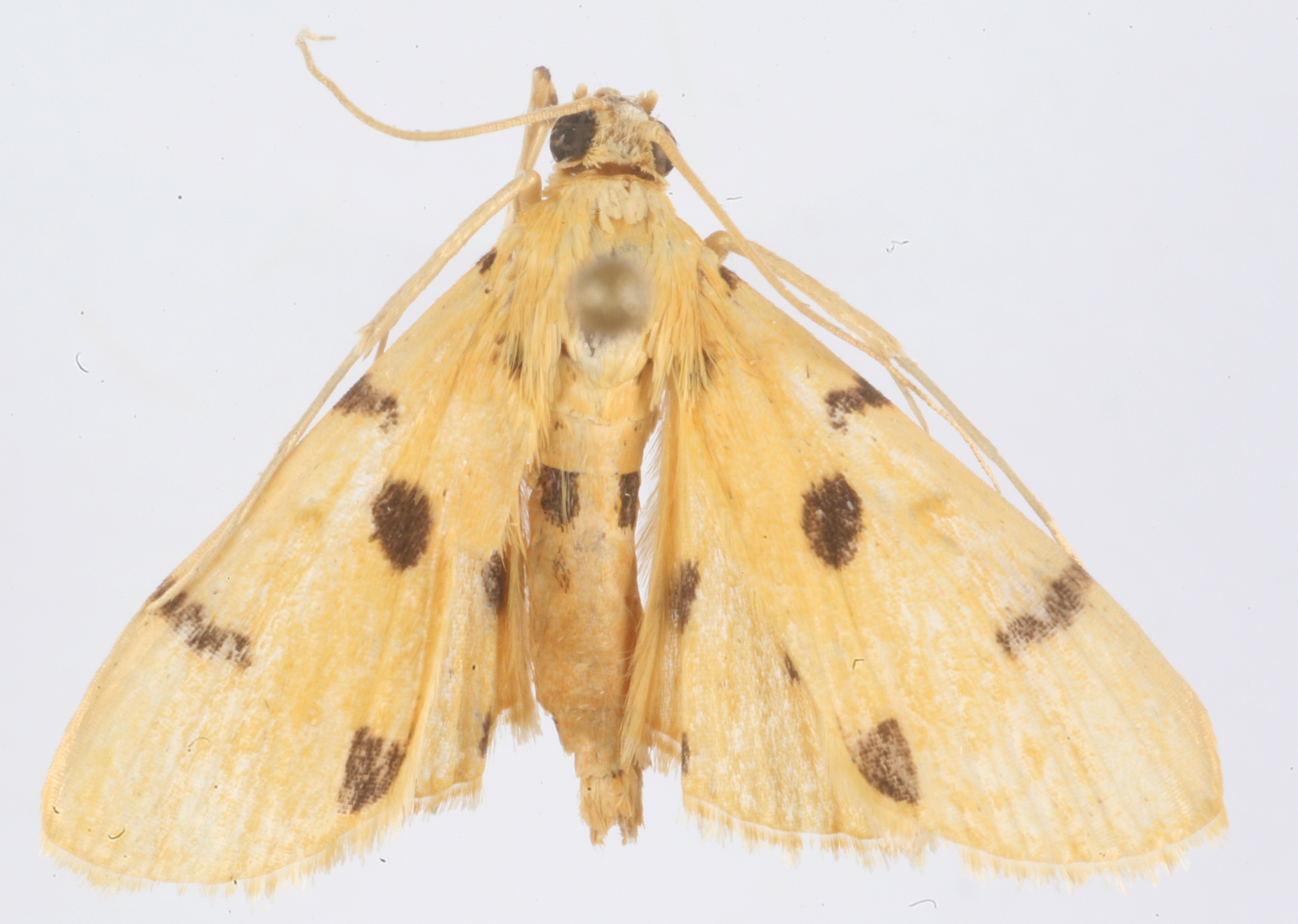 Dichocrocis sp. 6