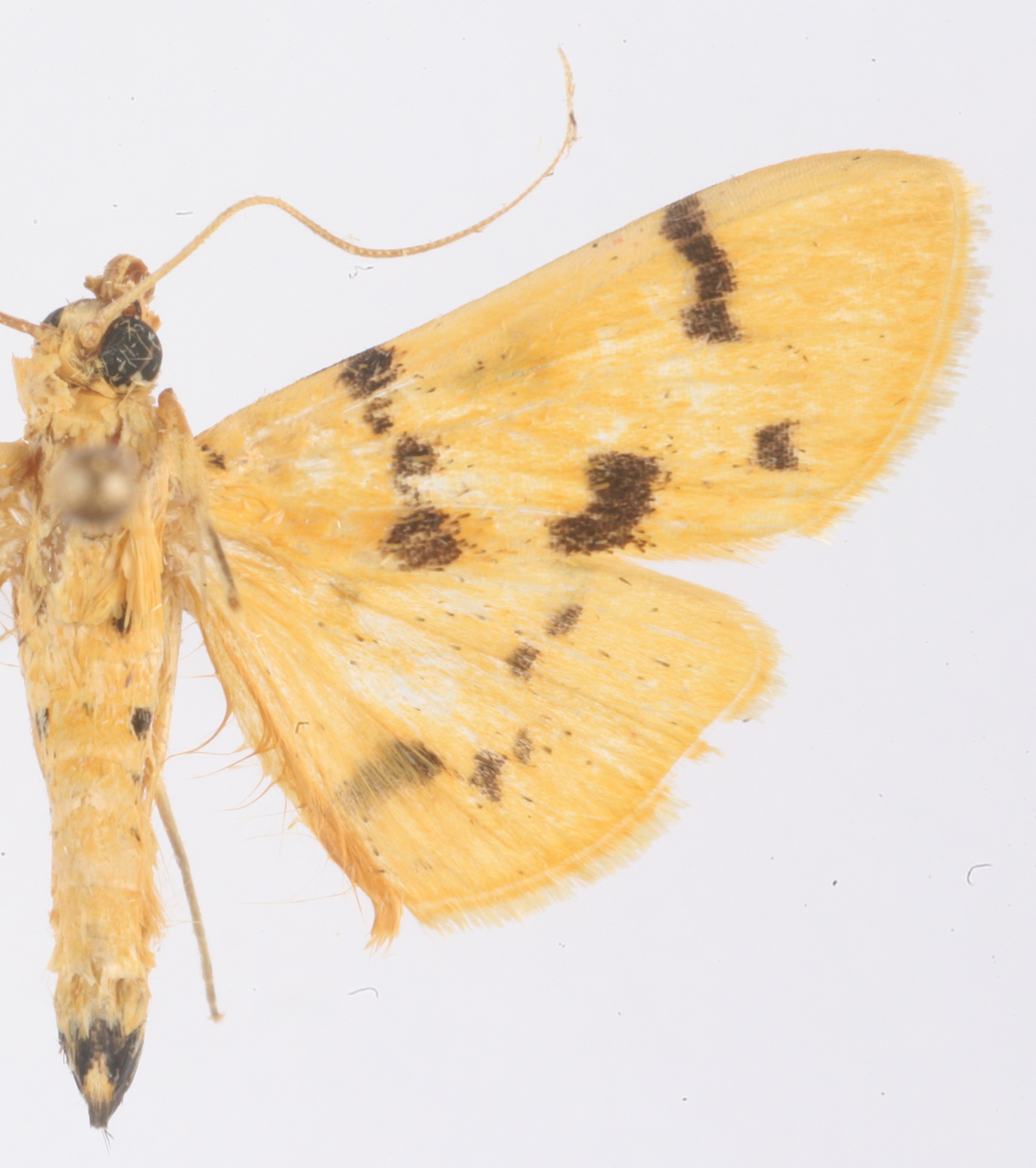 Dichocrocis sp. 7