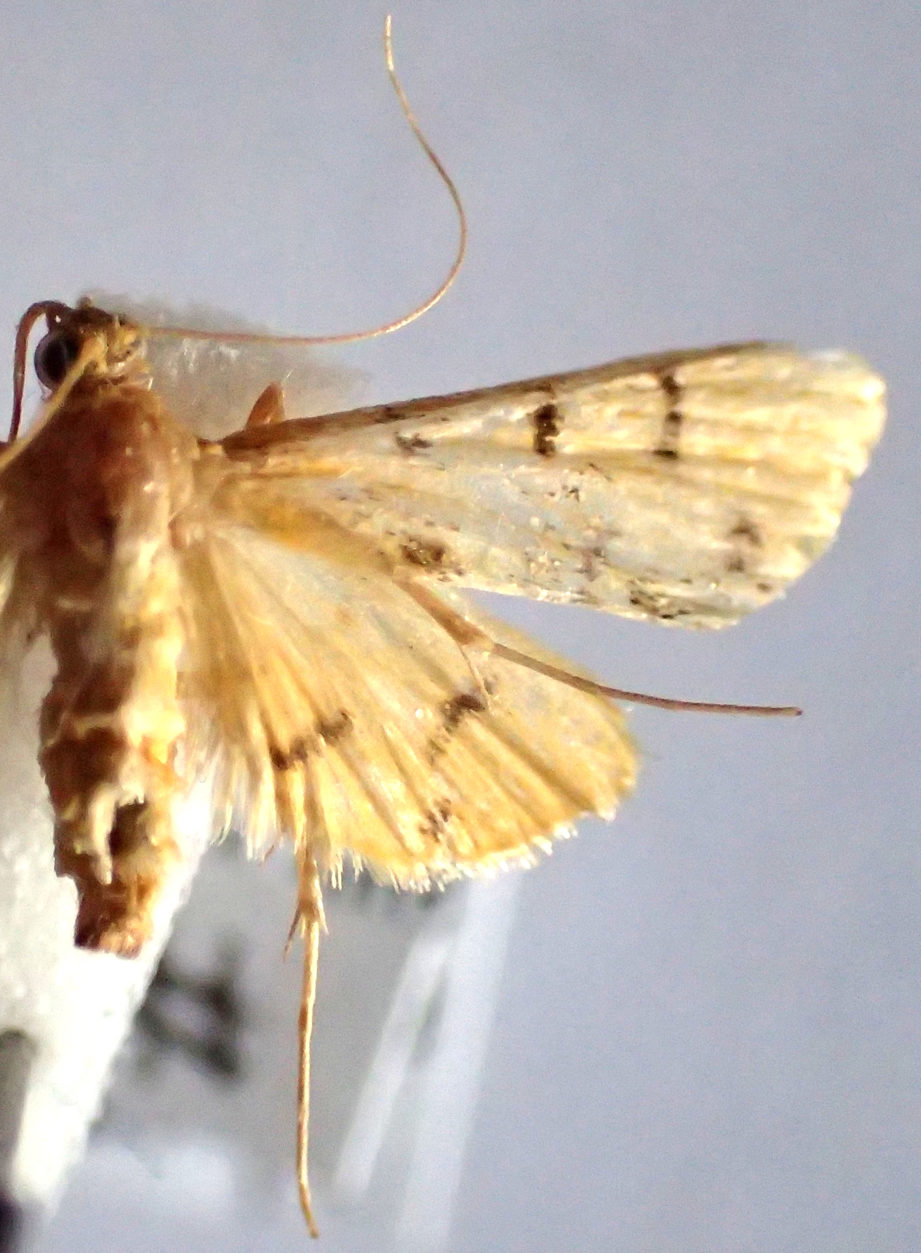 Dichocrocis sp. 8