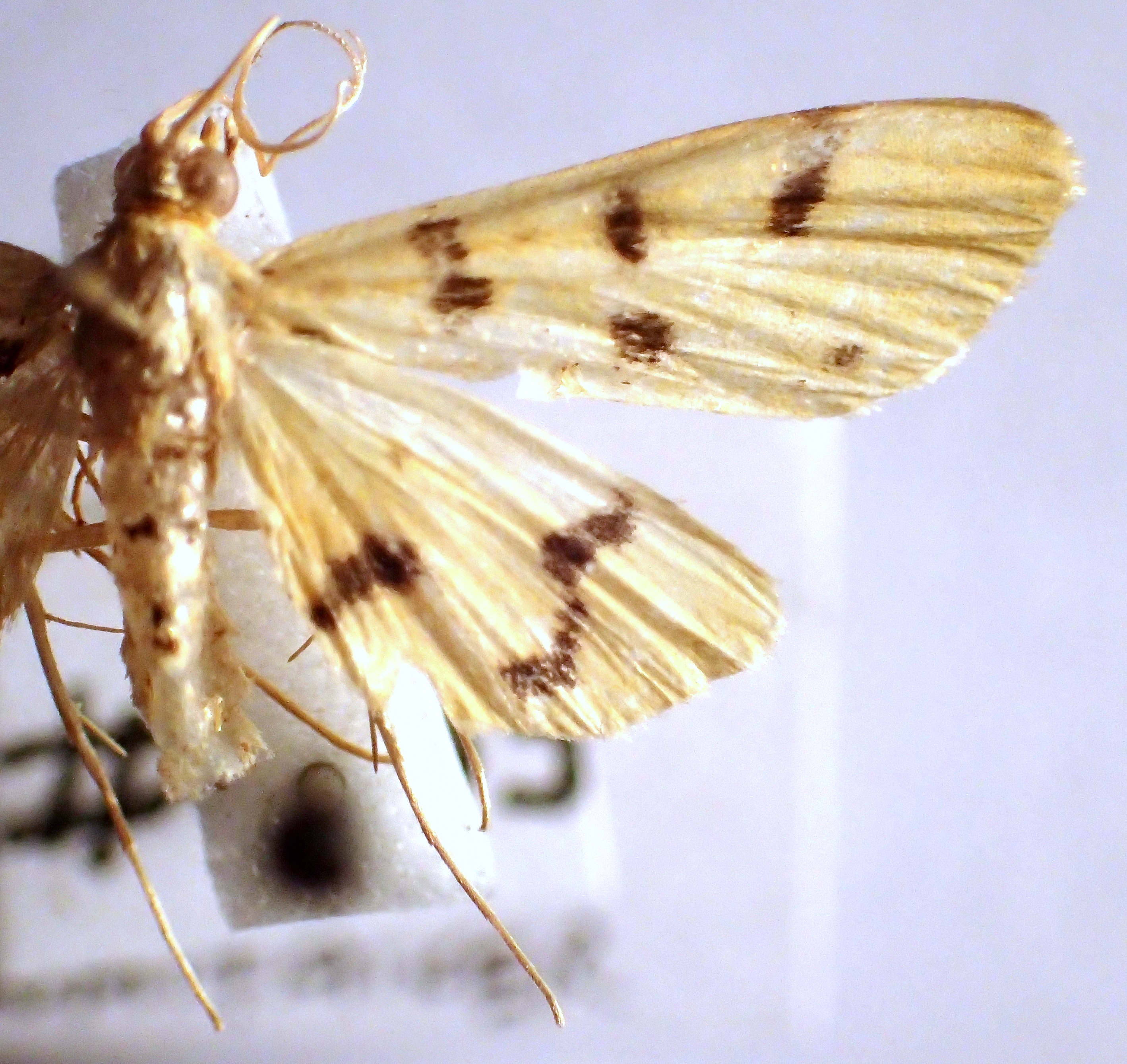 SLS Coll.; Sabah, Danum Valley, Malua F.R.