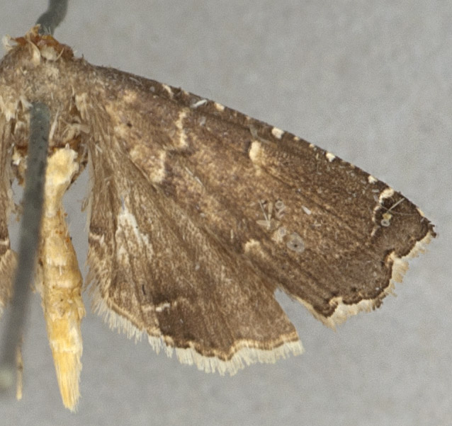 Diplopseustis perieresalis Walker