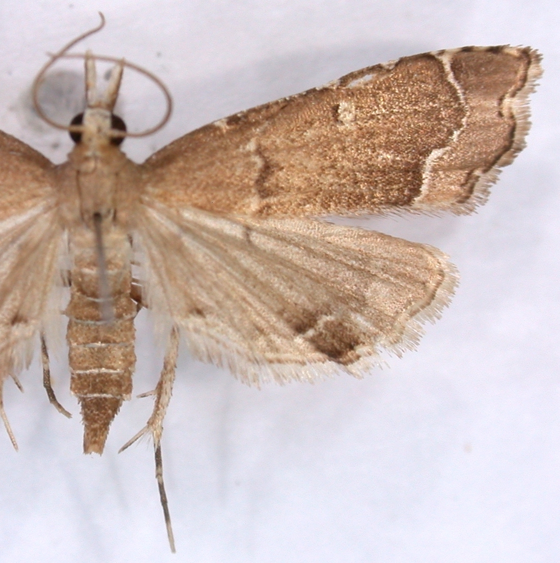 Diplopseustis selenalis Hampson