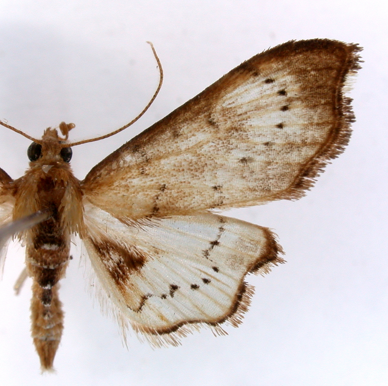Discothyris Sp. 1
