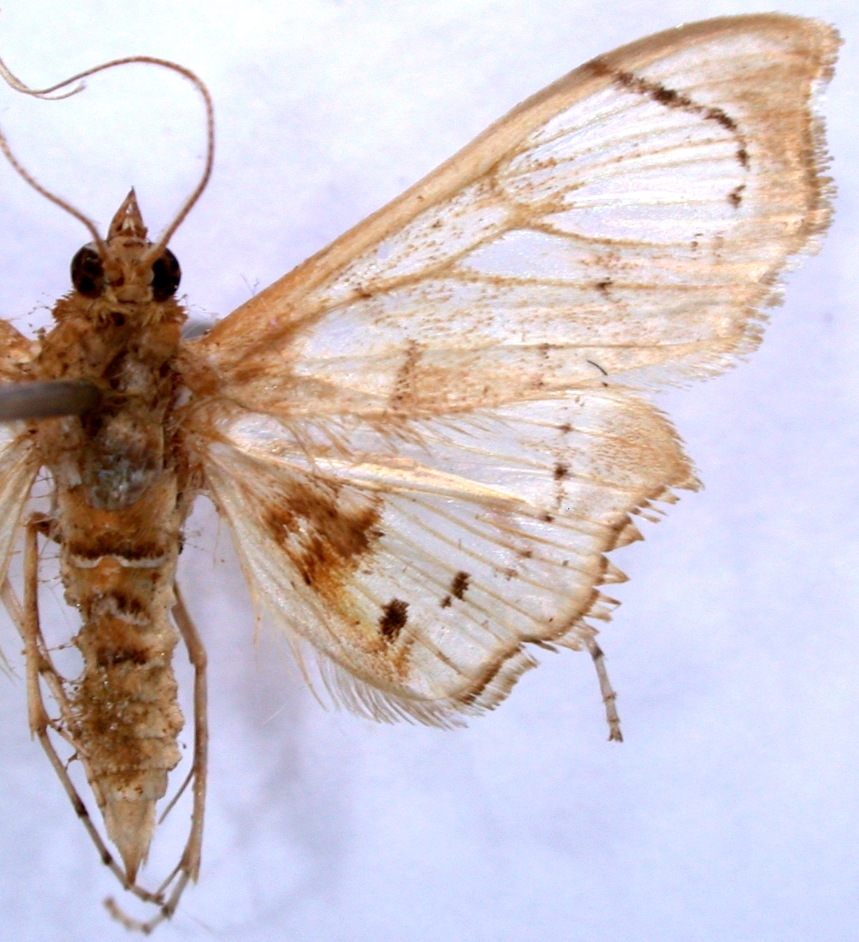 Discothyris vestigialis Snellen