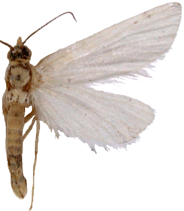 Donacaula sp. 1