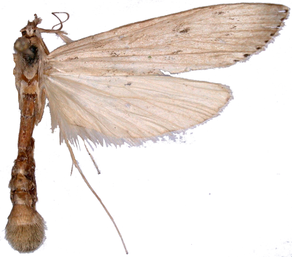 Donacaula sp. 2