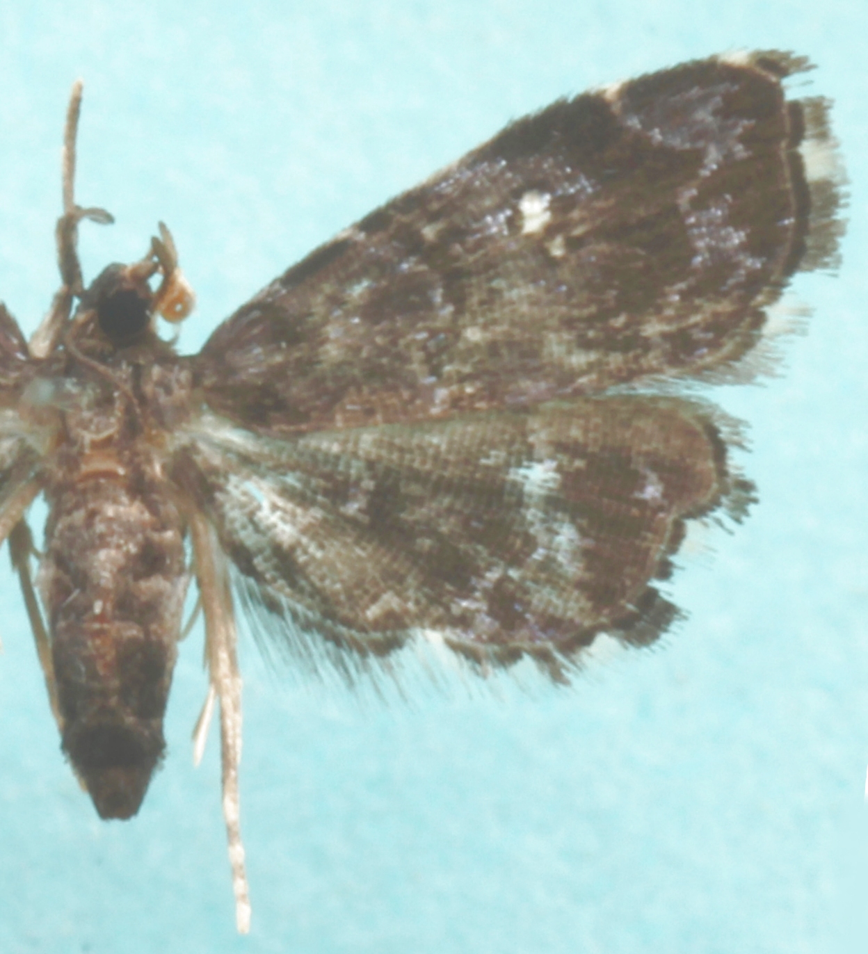 Drosophantis caeruleata Hampson