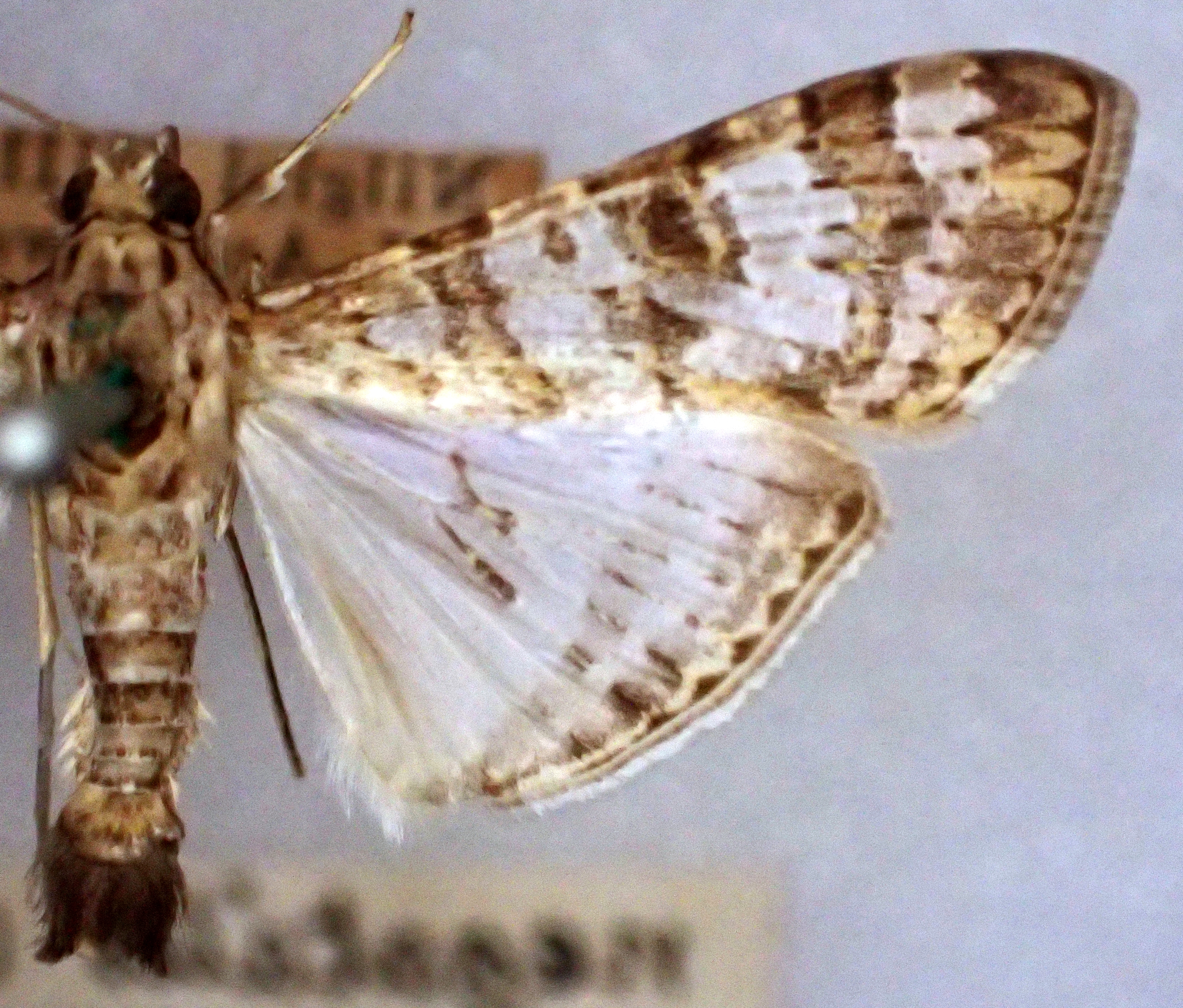 Dysallacta negatalis Lederer