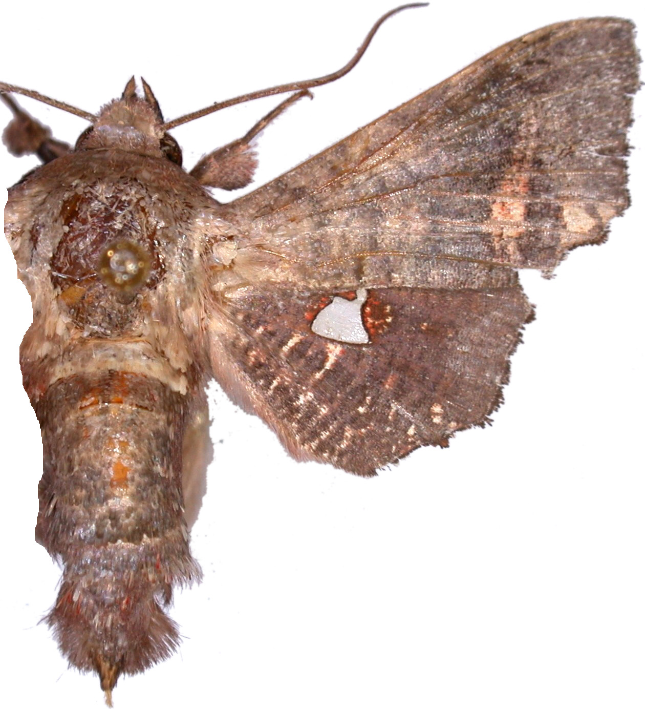 Dysodia fenestrata fenestrata Moore