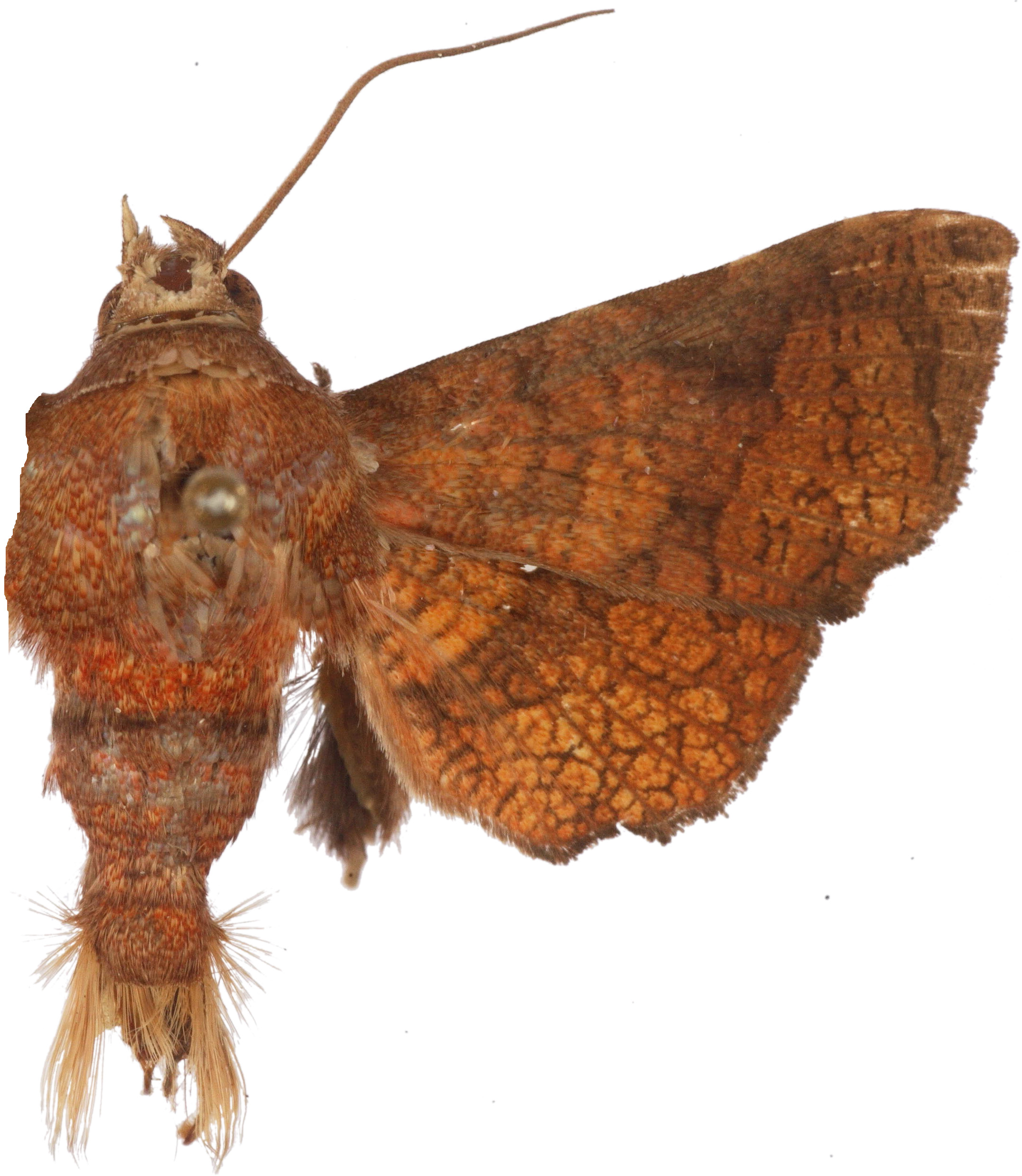 Dysodia ignita bipuncta Walker
