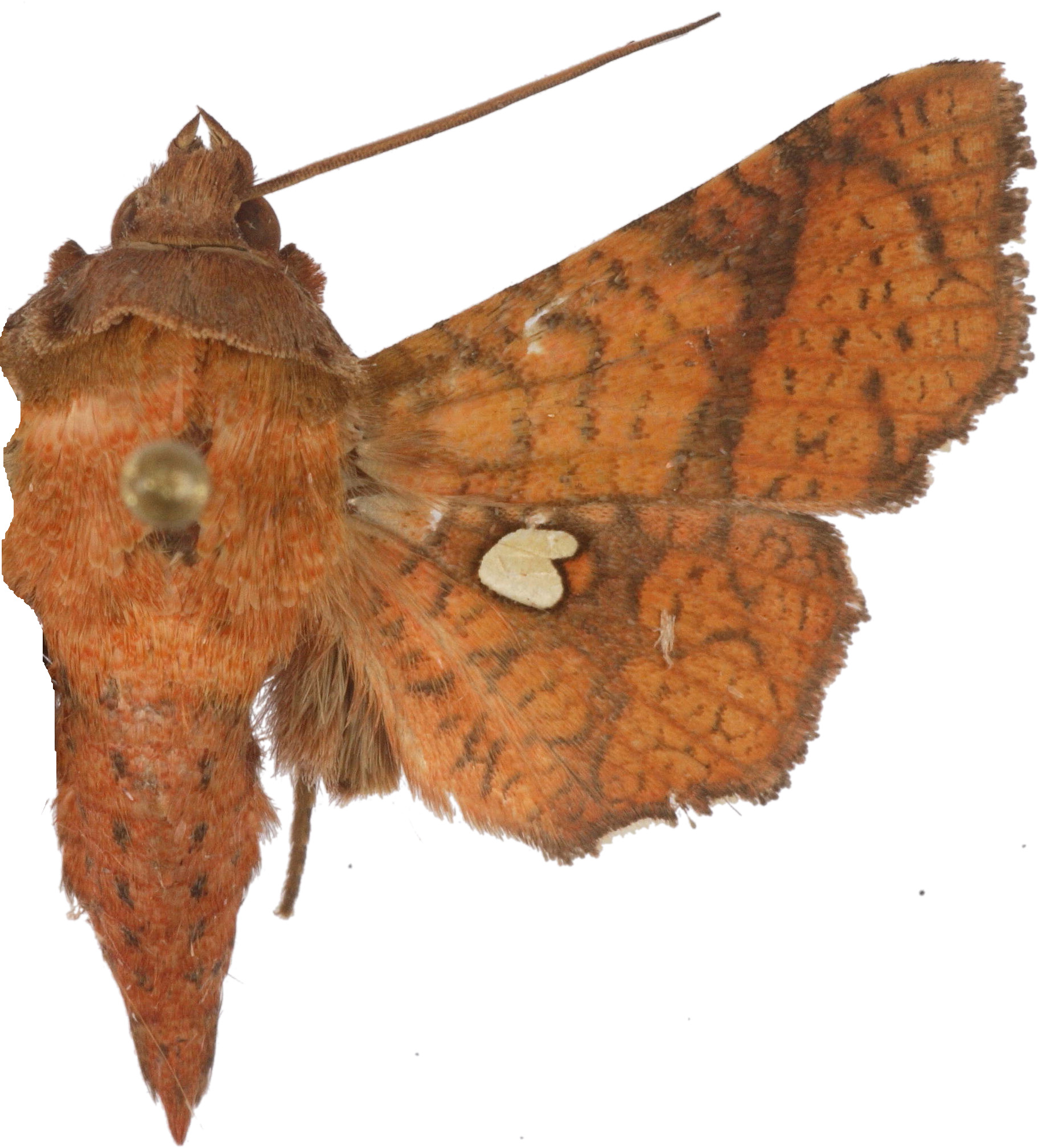 Dysodia laevis Warren