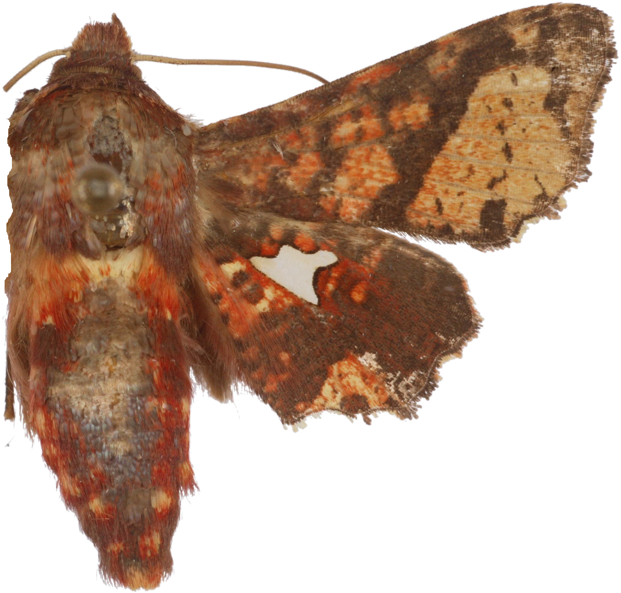 Dysodia miniata miniata Walker