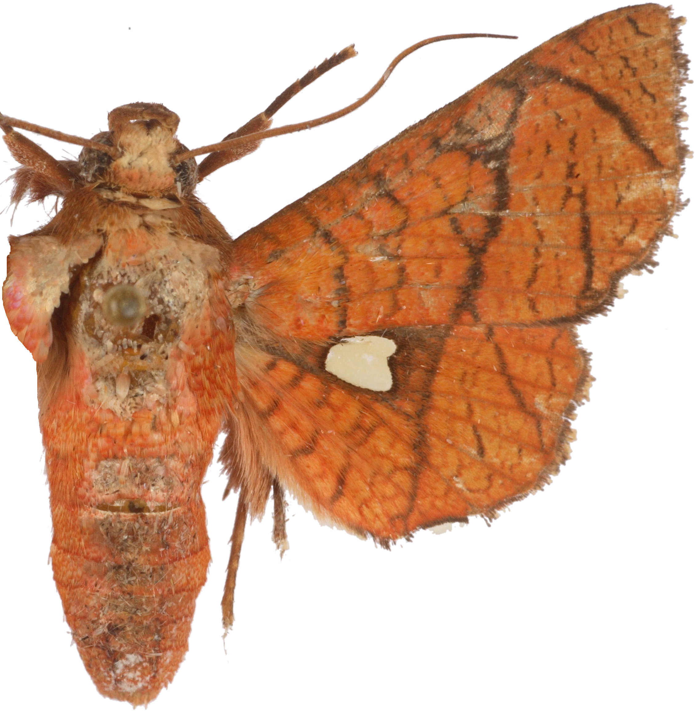 Dysodia pennitarsis Hampson
