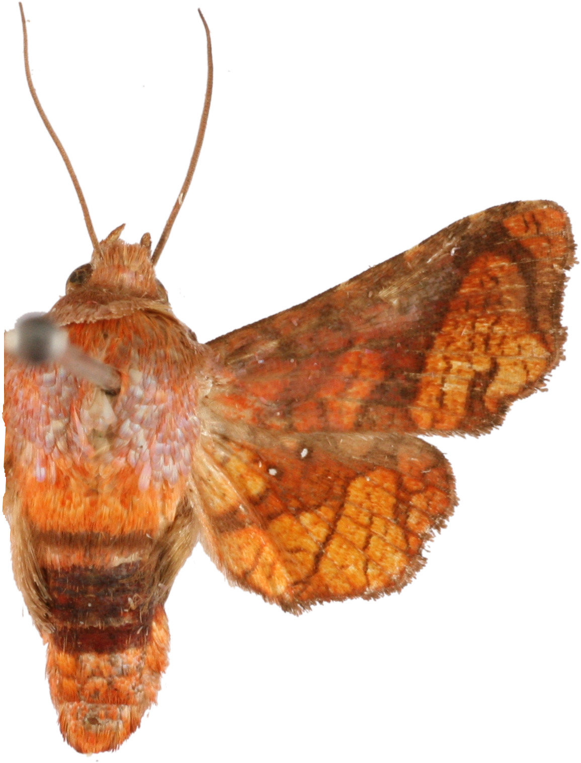 Dysodia raja Boisduval