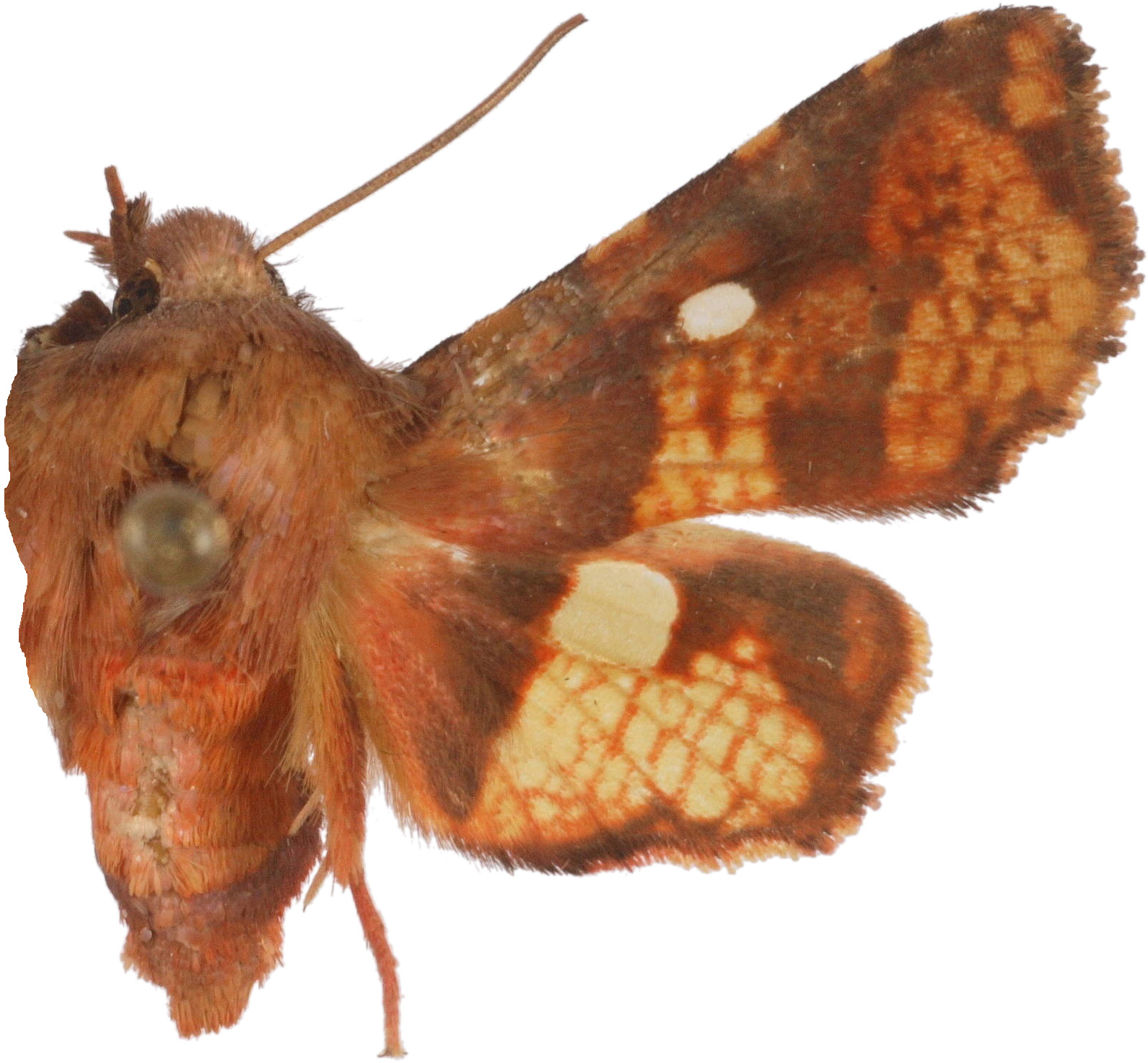 Dysodia rufiflava Hampson