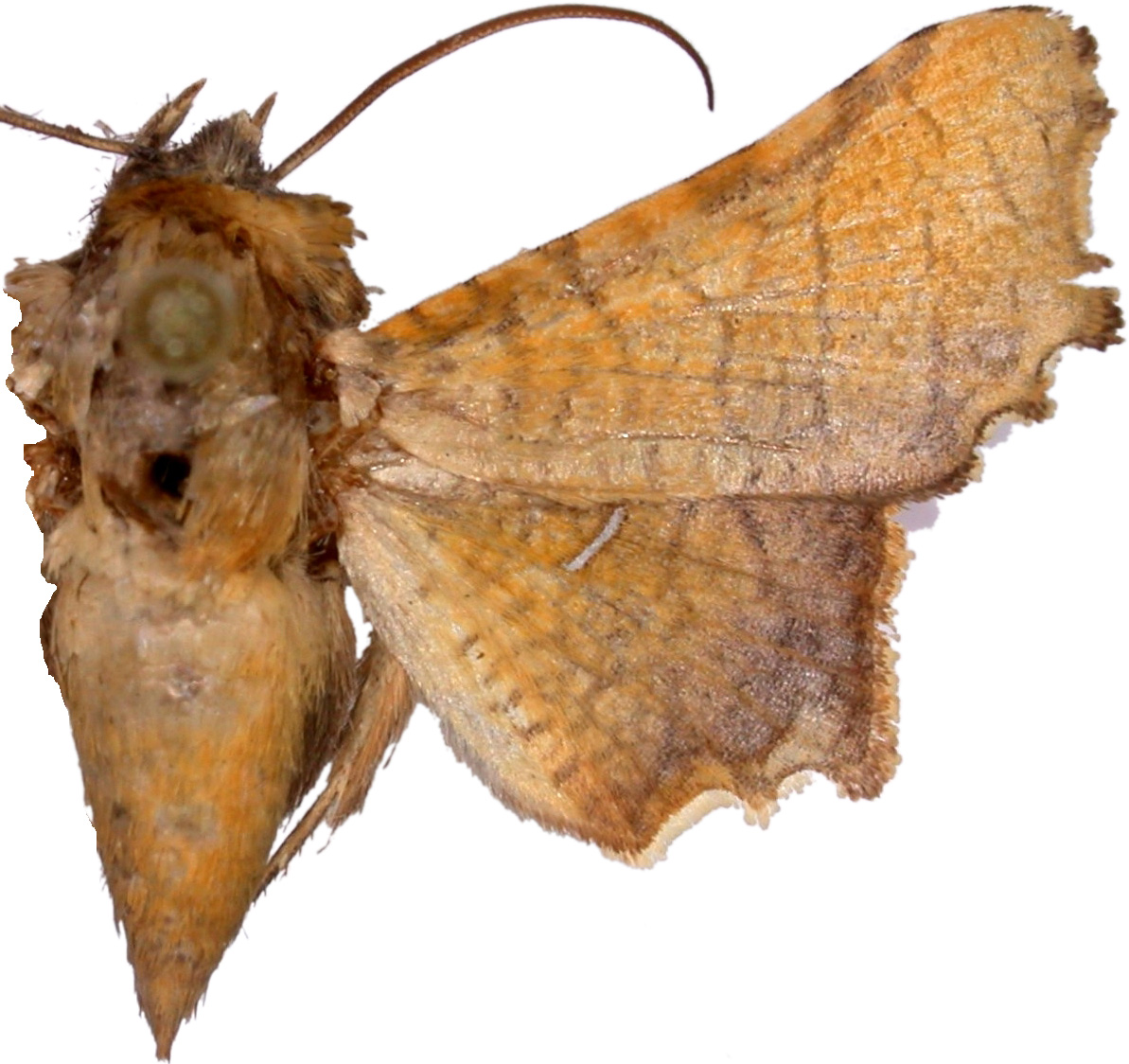 Dysodia siccifolia Moore